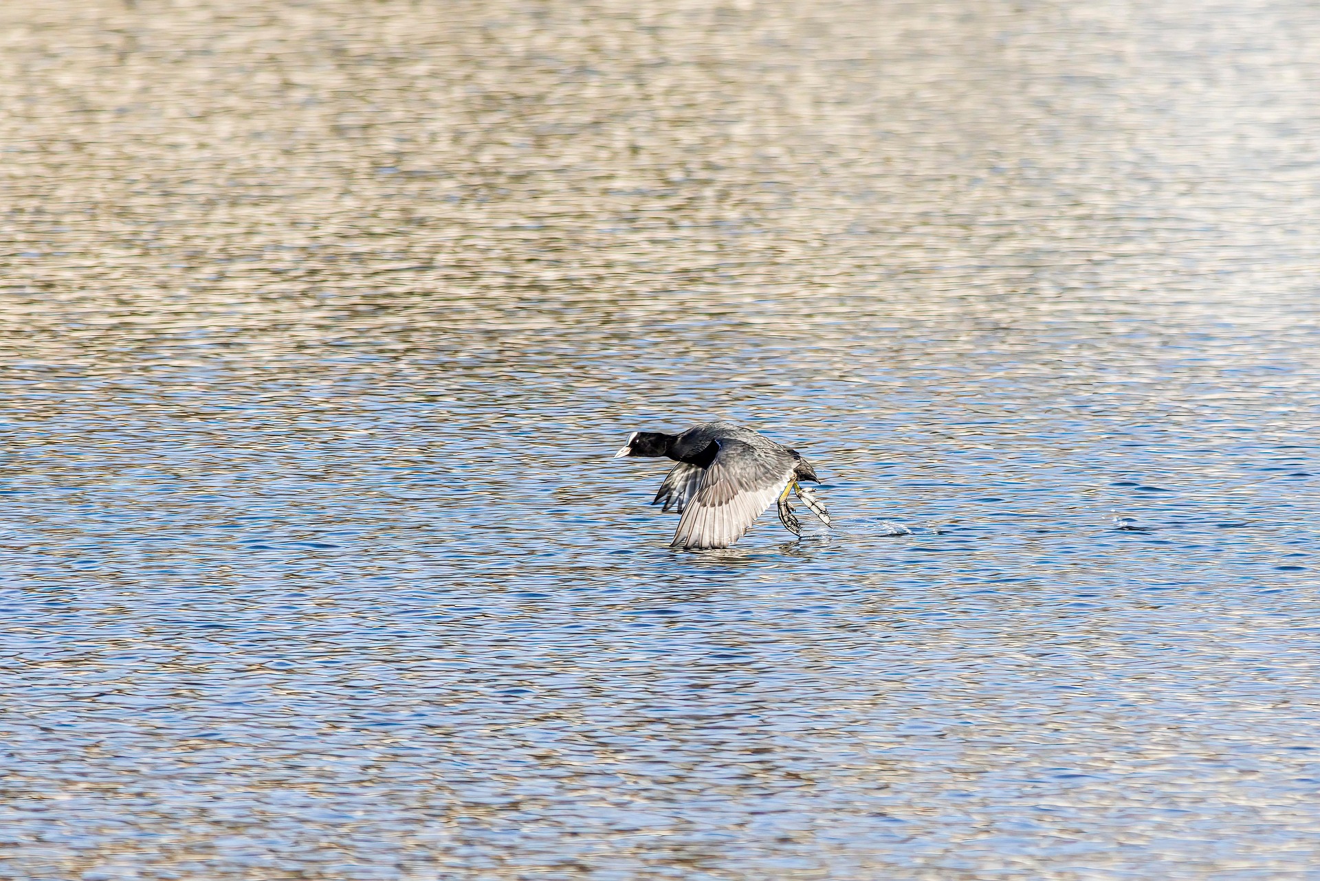 Eurasian Coot (Fulica atra)
