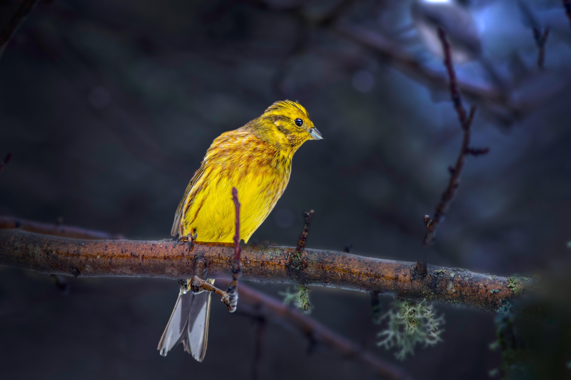 Yellowhammer (Emberiza citrinella)