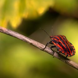 Italian striped-bug(Graphosoma lineatum)