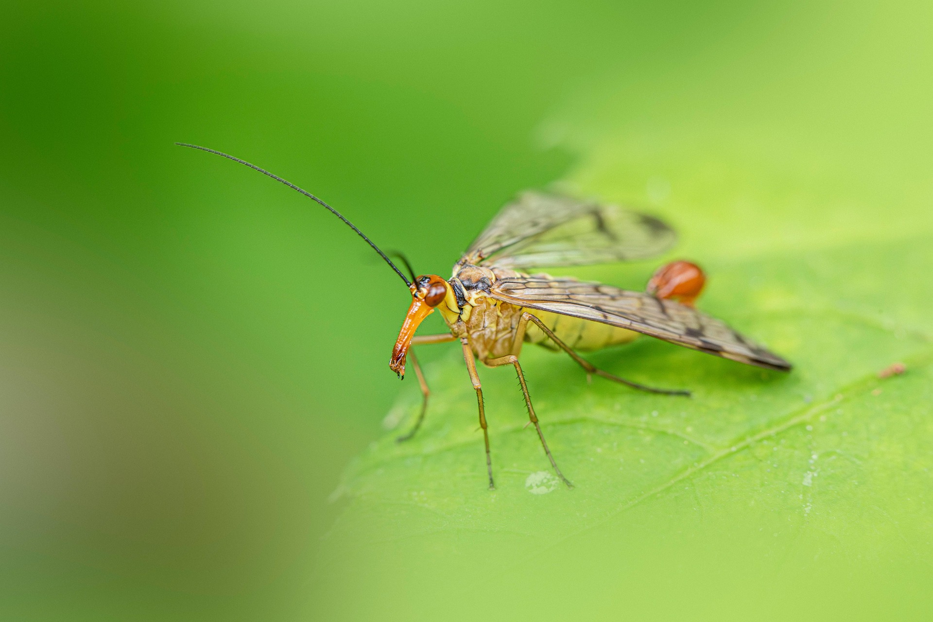 Scorpionfly (Panorpa communis)