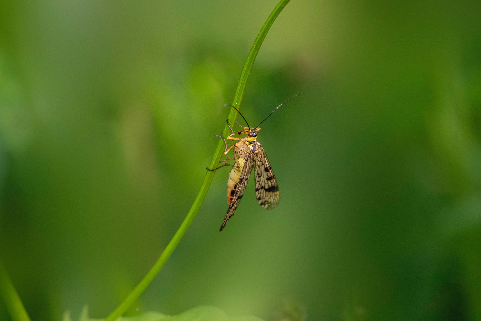 Scorpionfly (Panorpa communis)