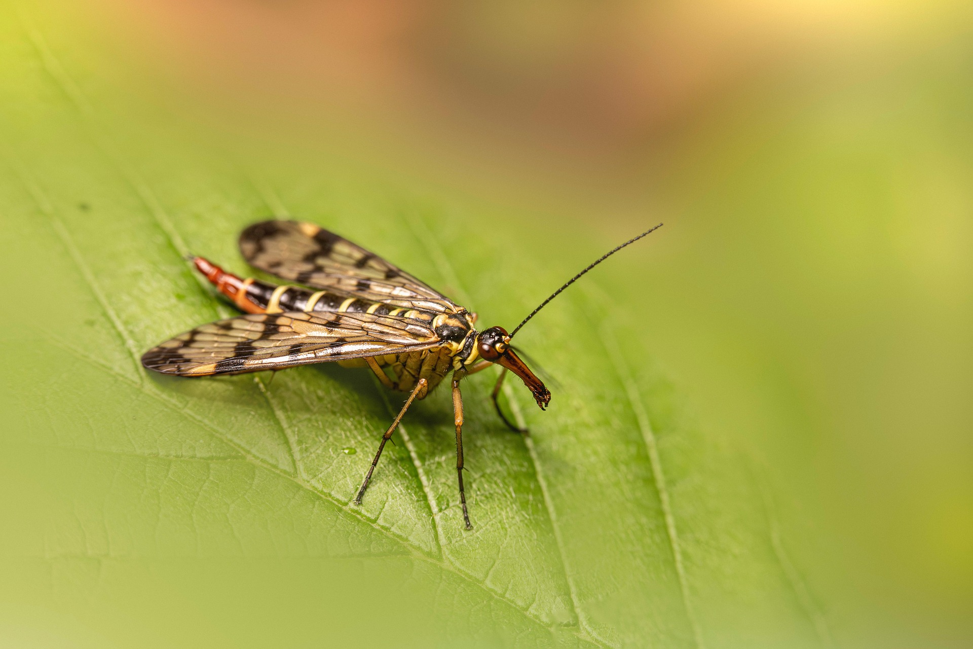 Scorpionfly (Panorpa communis)