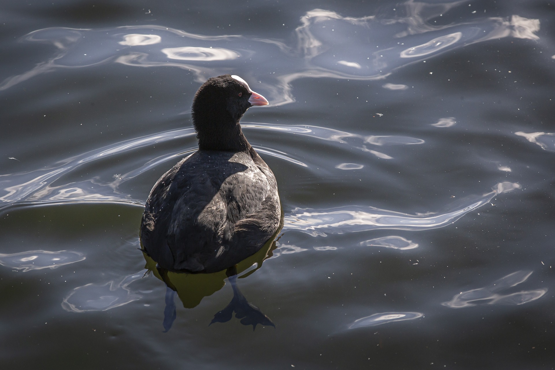 Eurasian Coot (Fulica atra)