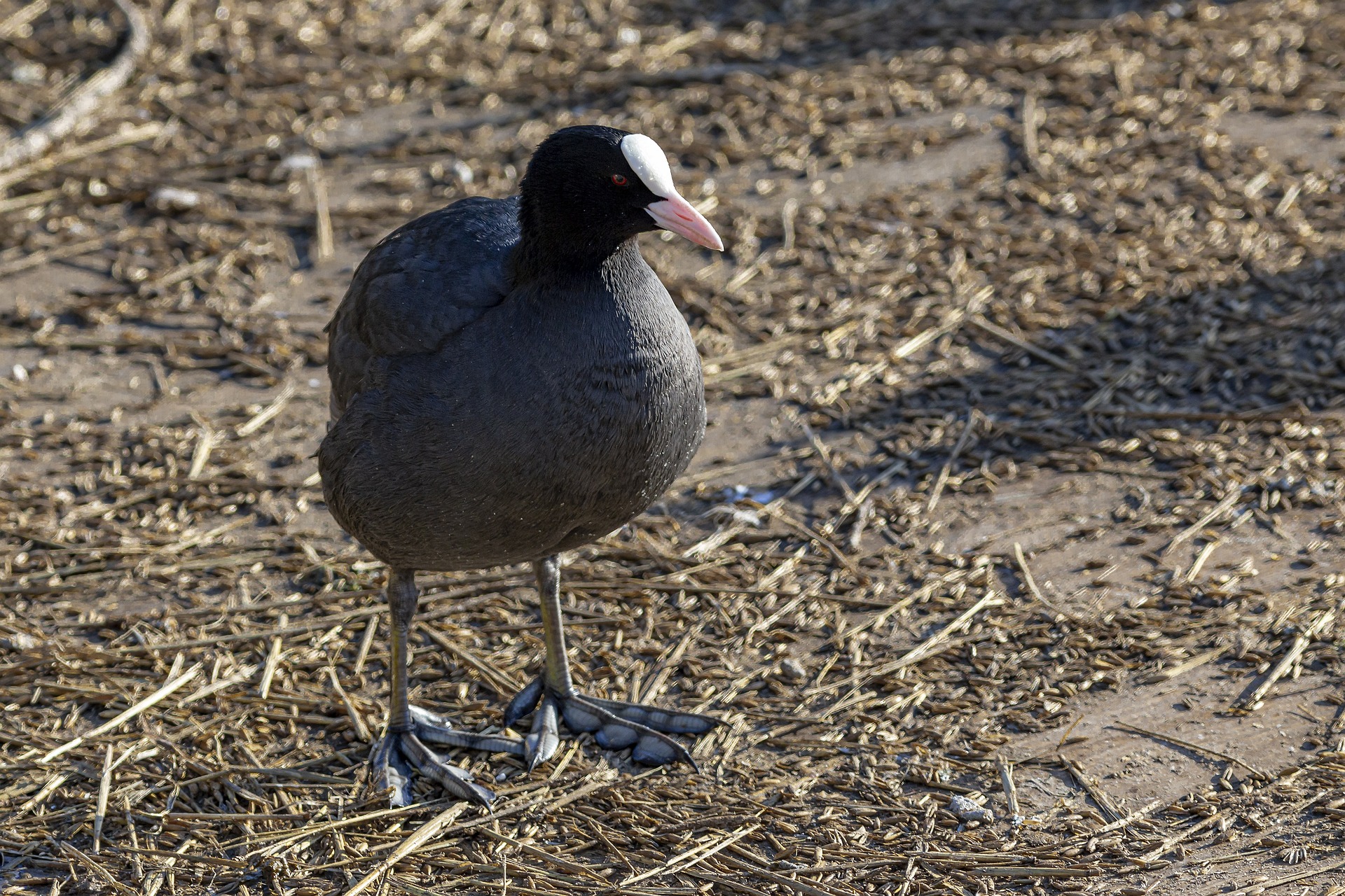Eurasian Coot (Fulica atra)