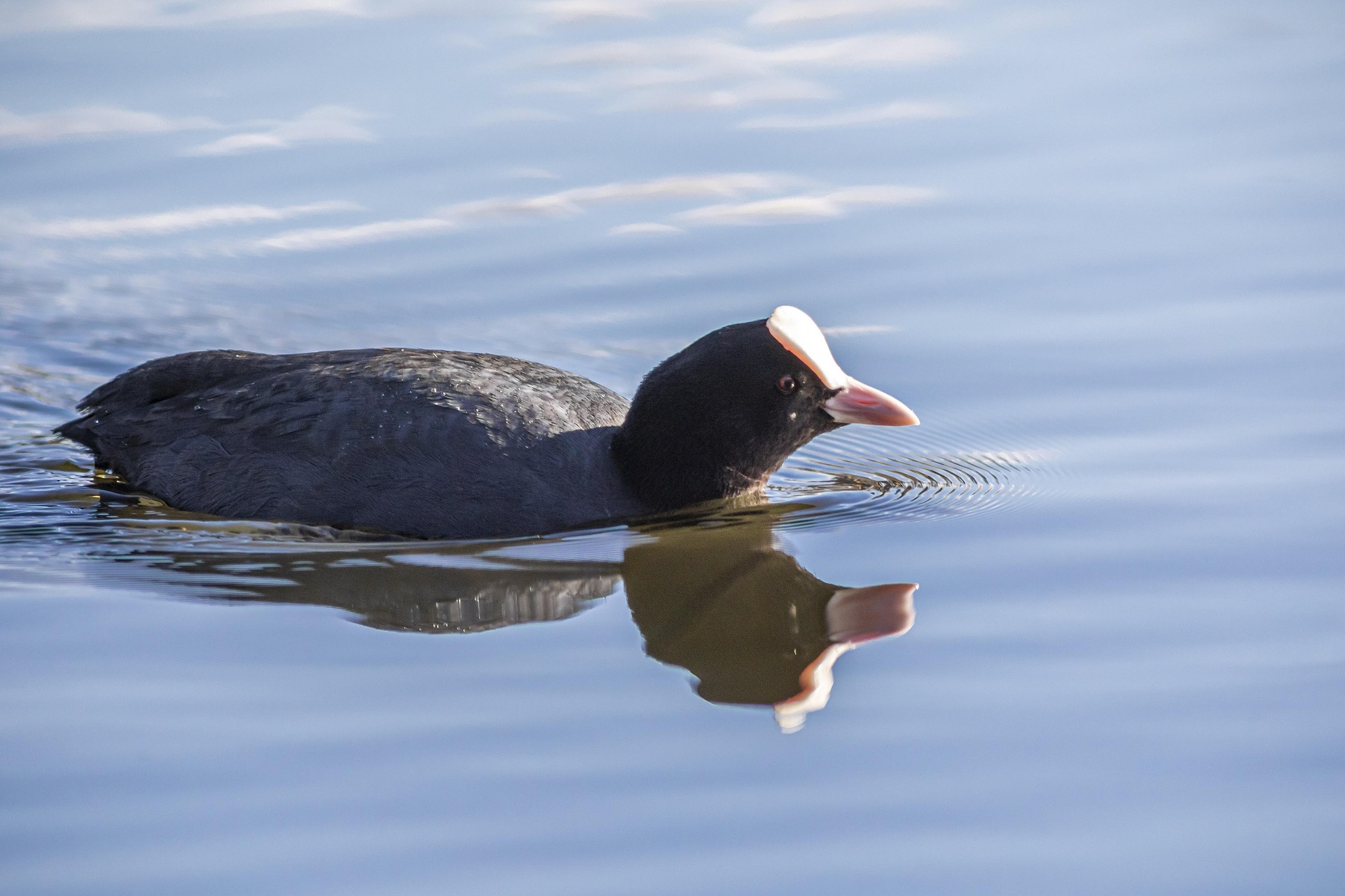 Eurasian Coot (Fulica atra)