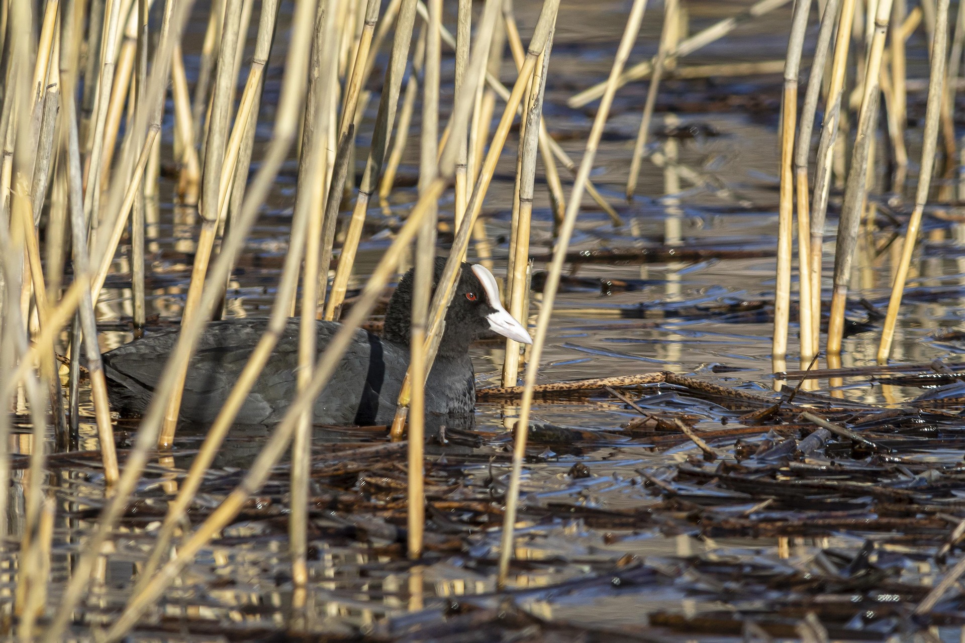 Eurasian Coot (Fulica atra)