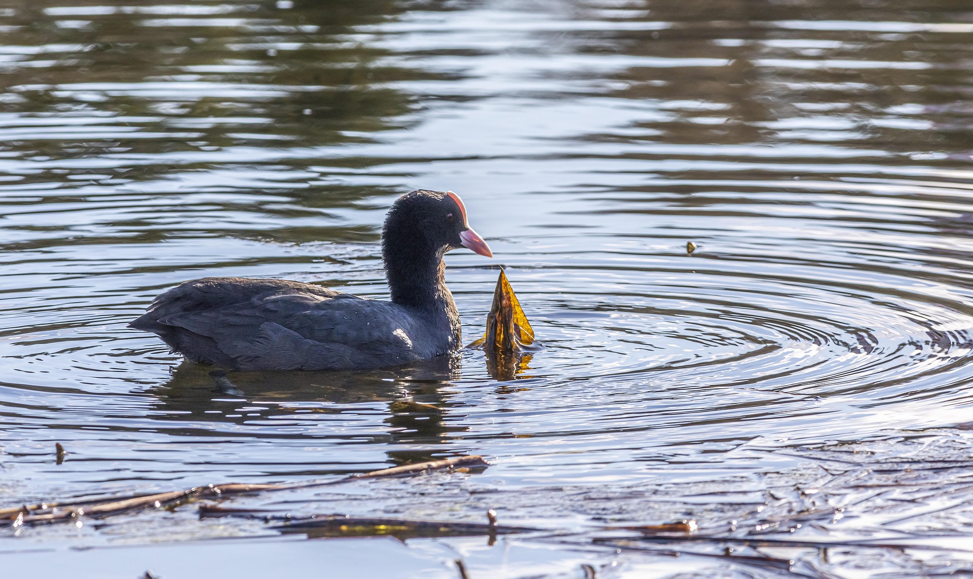 Eurasian Coot (Fulica atra)