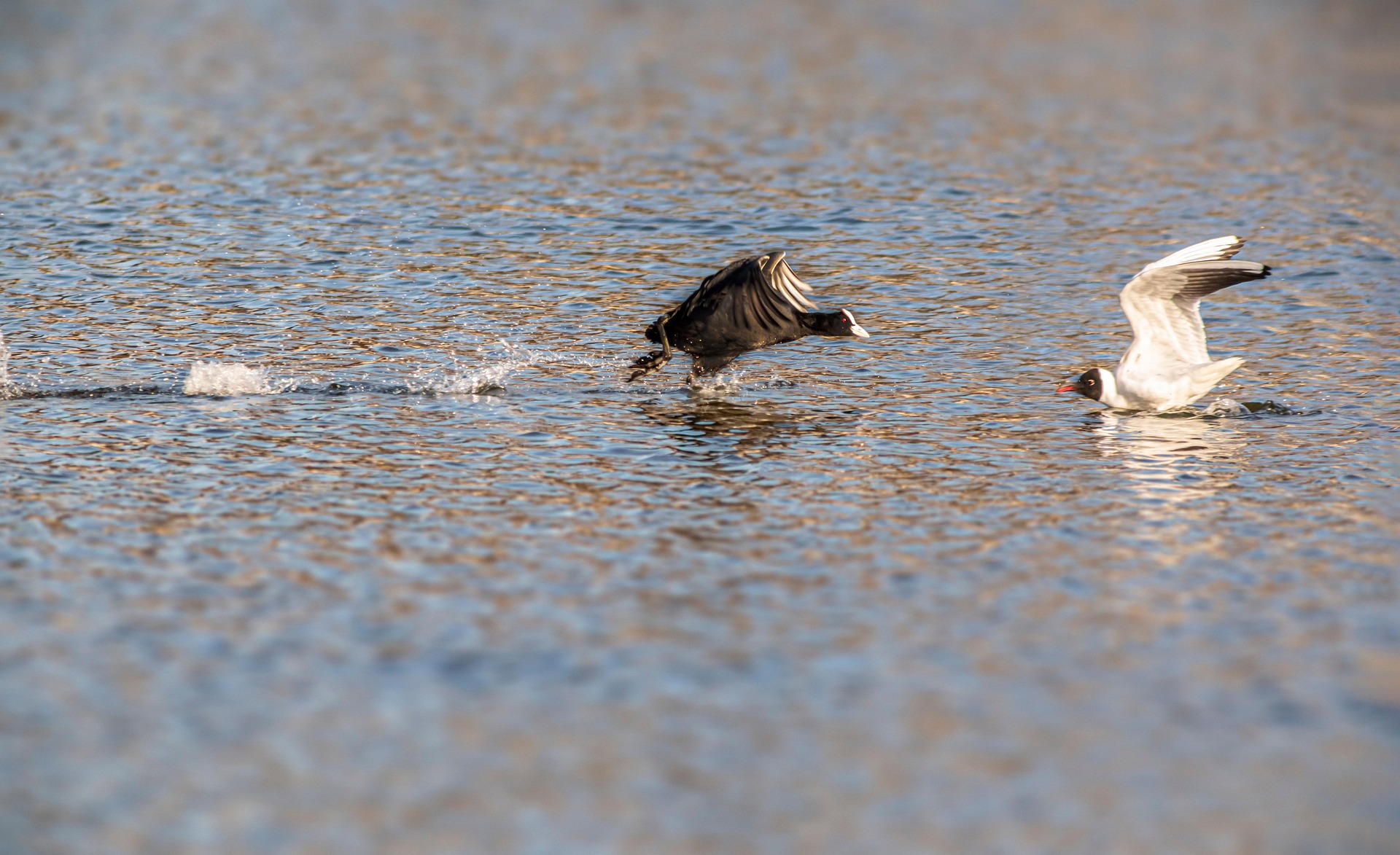 Eurasian Coot (Fulica atra)