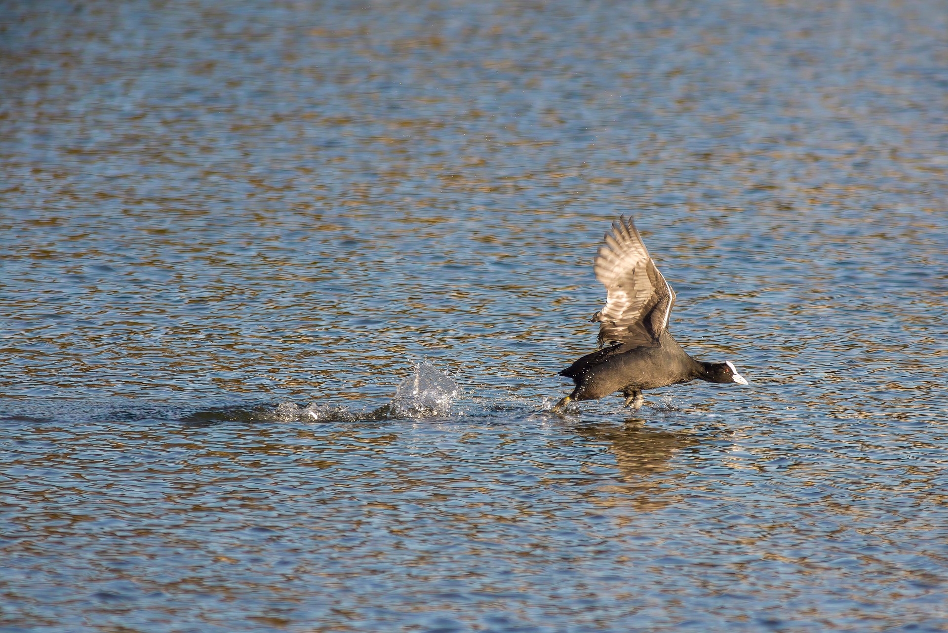 Eurasian Coot (Fulica atra)