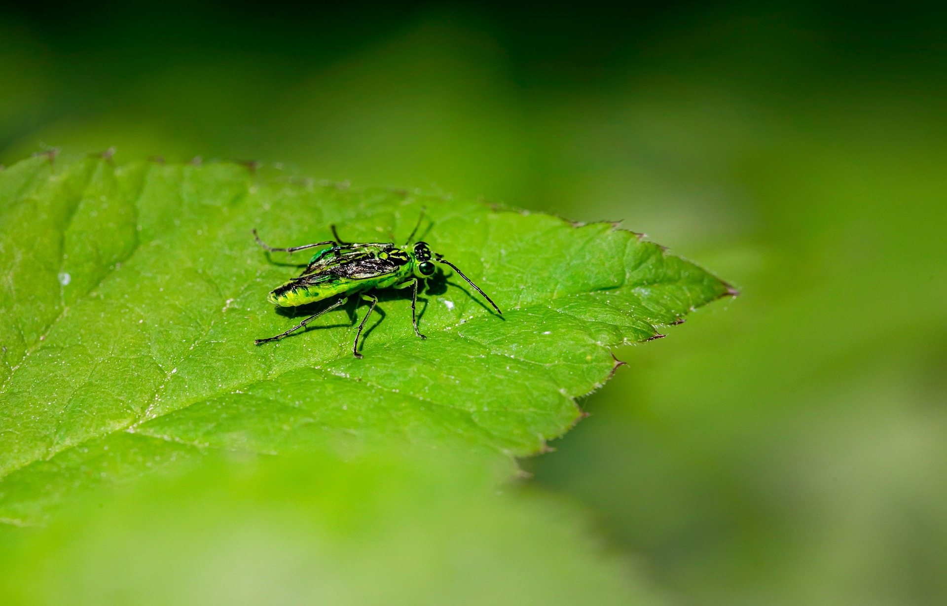 Green Sawfly (Rhogogaster viridis)