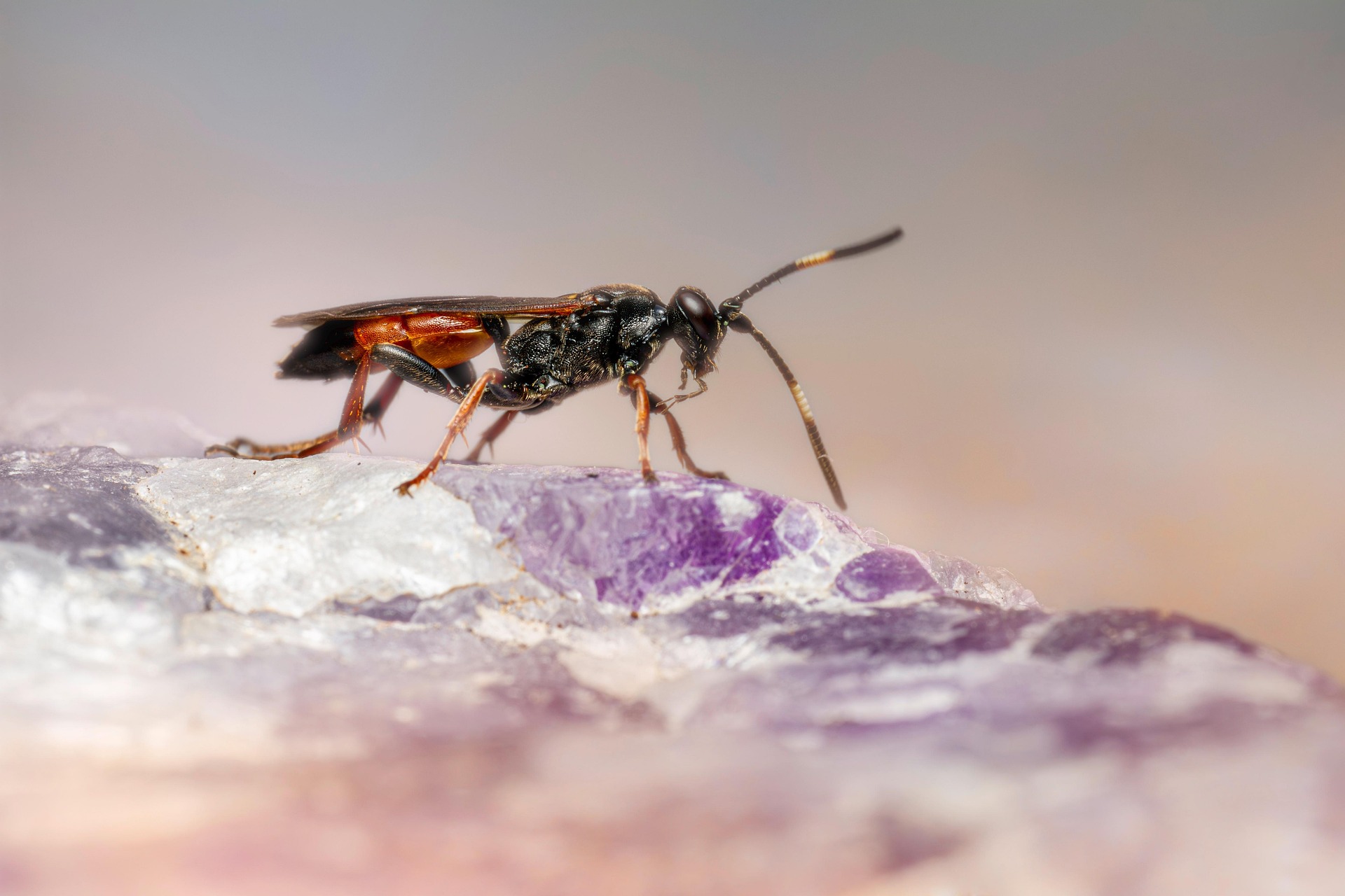 Ichneumon Wasp (Limonethe maurator)