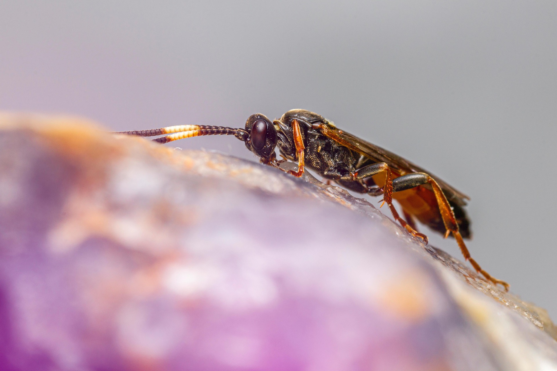 Ichneumon Wasp (Limonethe maurator)