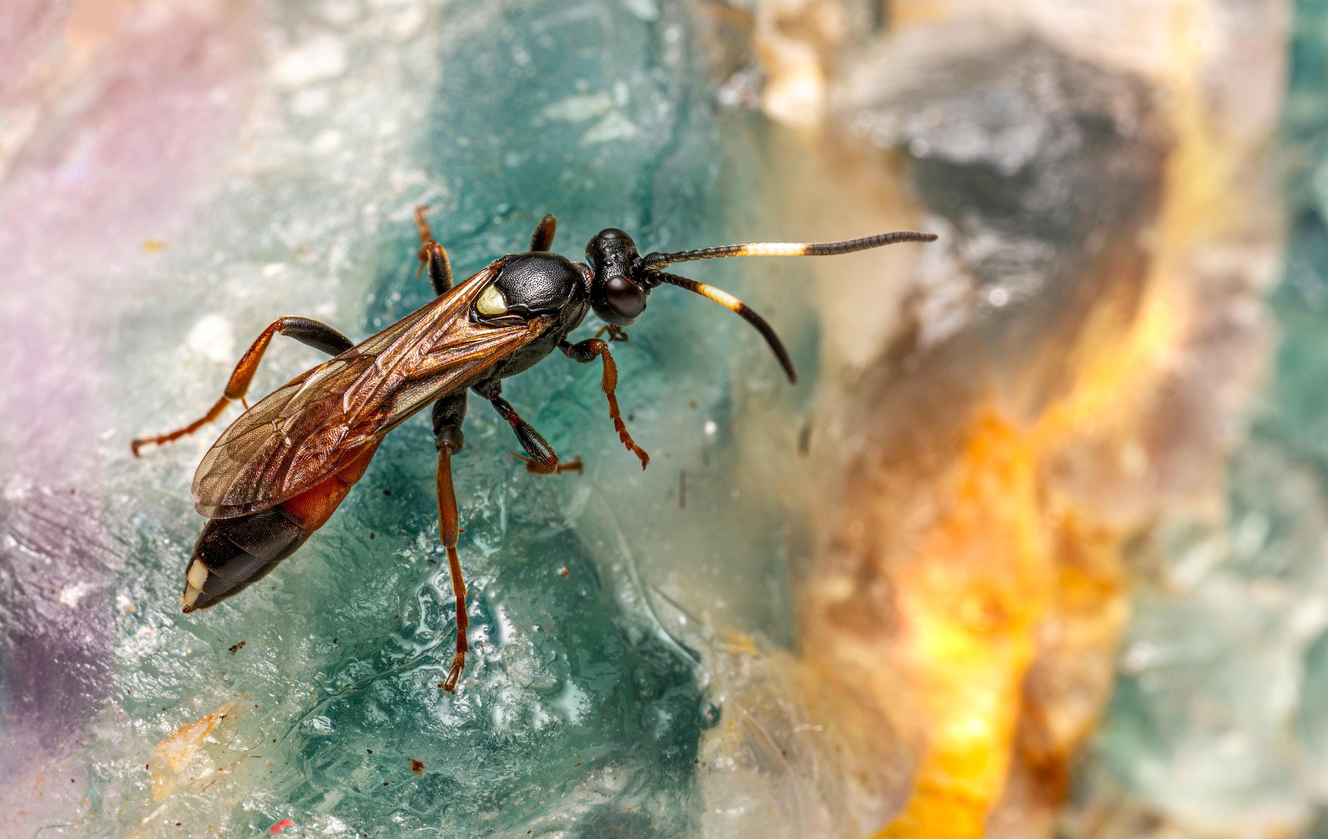 Ichneumon Wasp (Limonethe maurator)