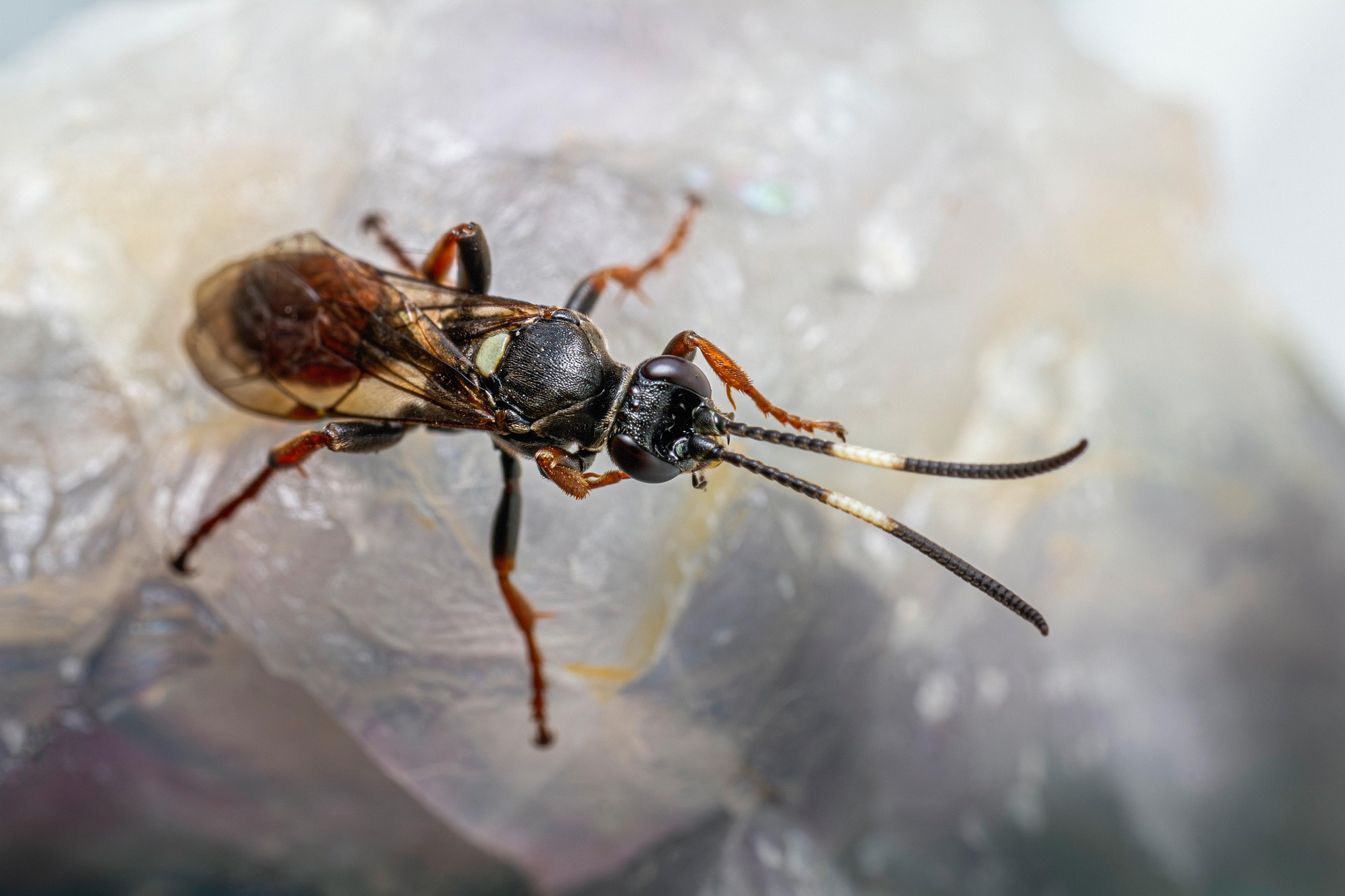 Ichneumon Wasp (Limonethe maurator)