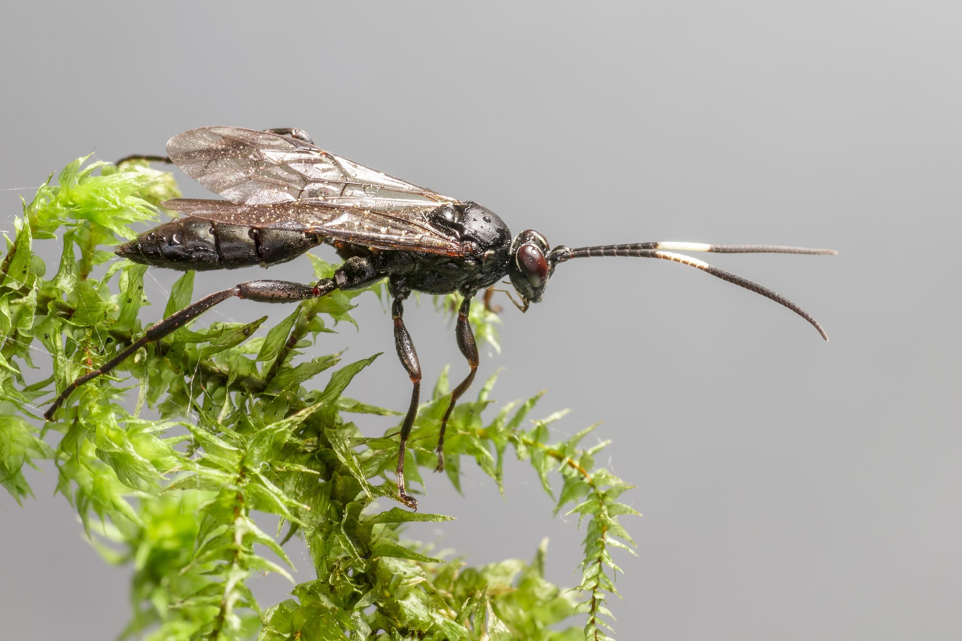 Ichneumon Wasp (Limonethe maurator)