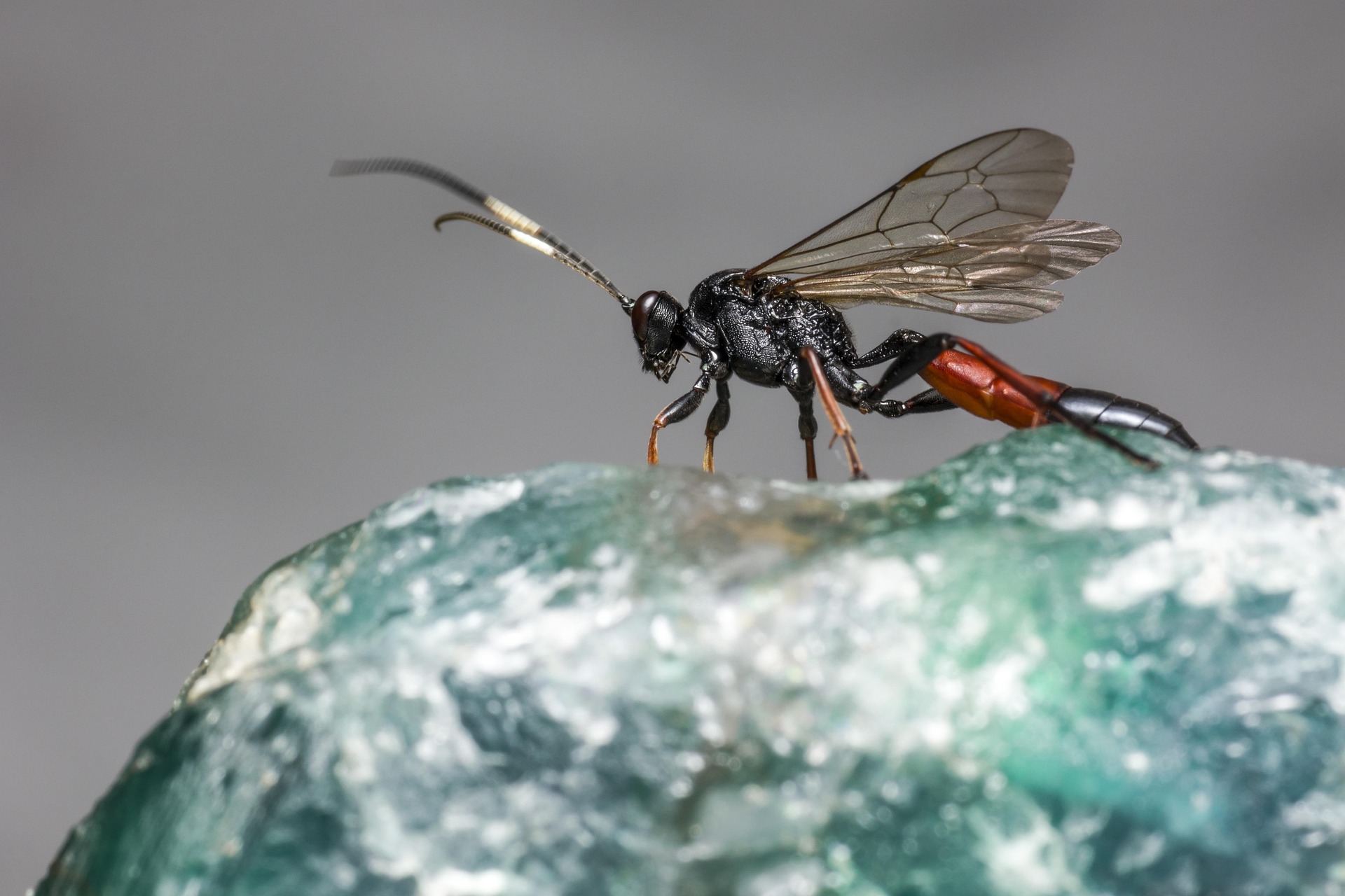 Ichneumon Wasp (Limonethe maurator)