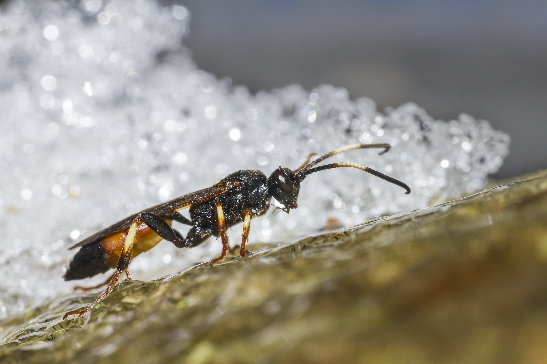 Ichneumon Wasp (Limonethe maurator)