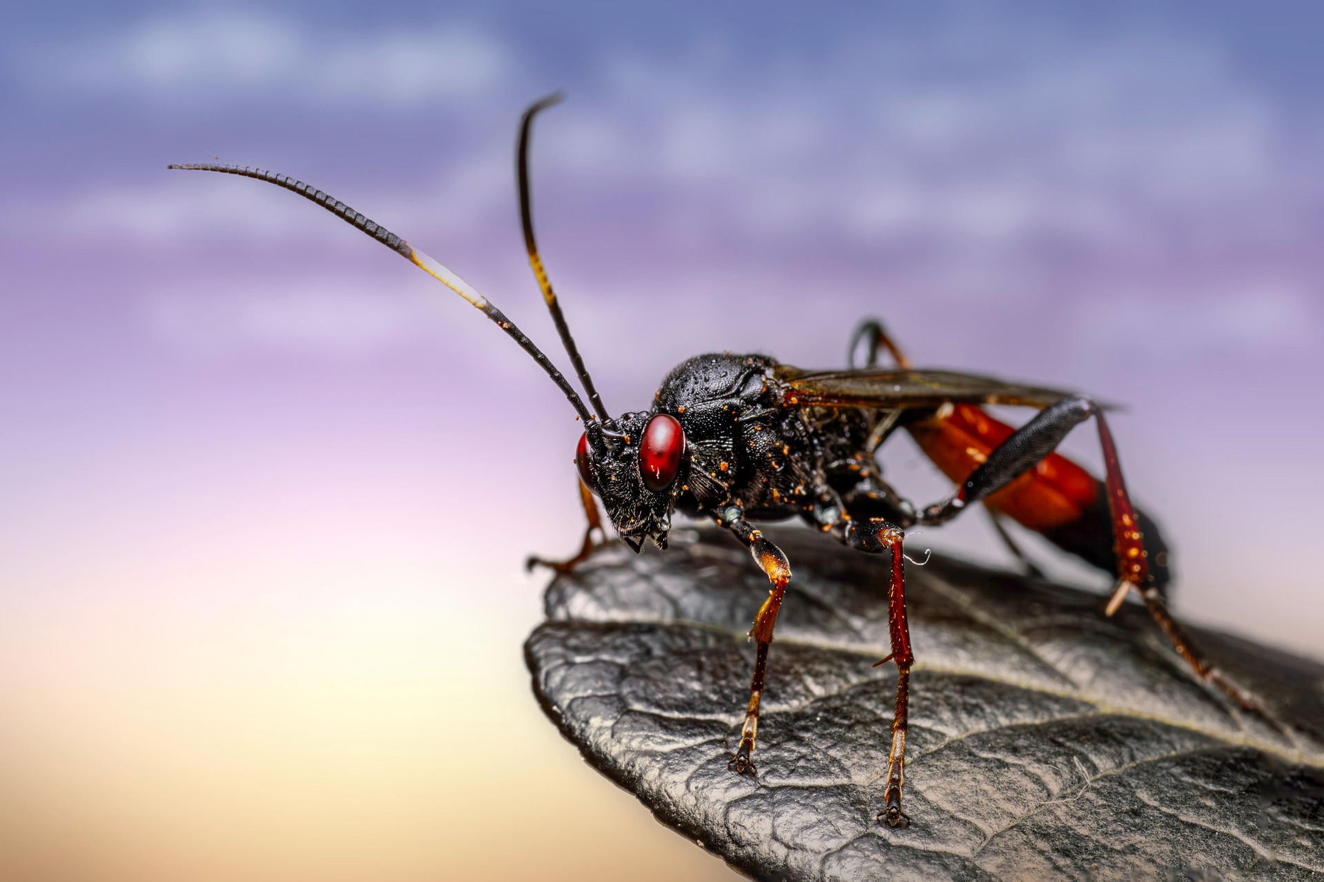 Ichneumon Wasp (Limonethe maurator)
