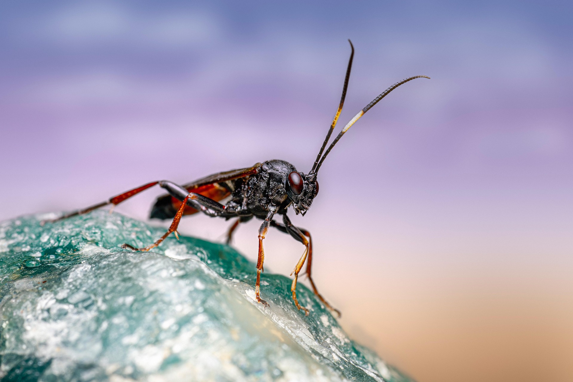Ichneumon Wasp (Limonethe maurator)
