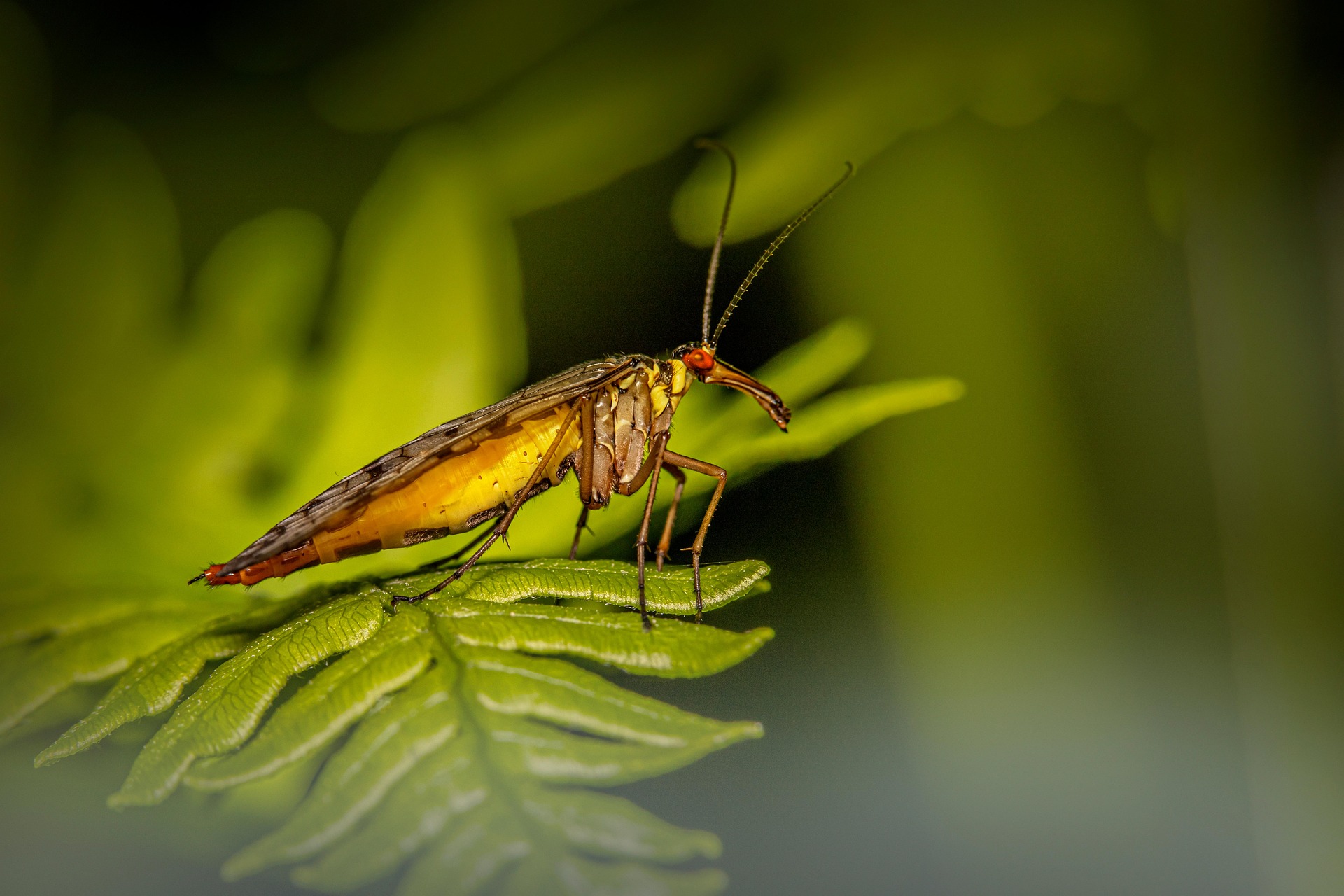 Scorpionfly (Panorpa communis)