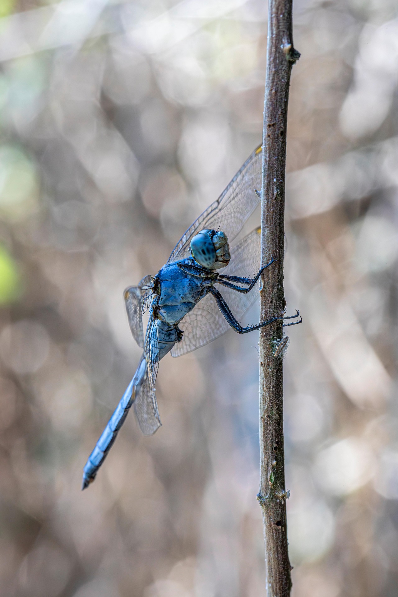 Keeled Skimmer (Orthetrum coerulescens)