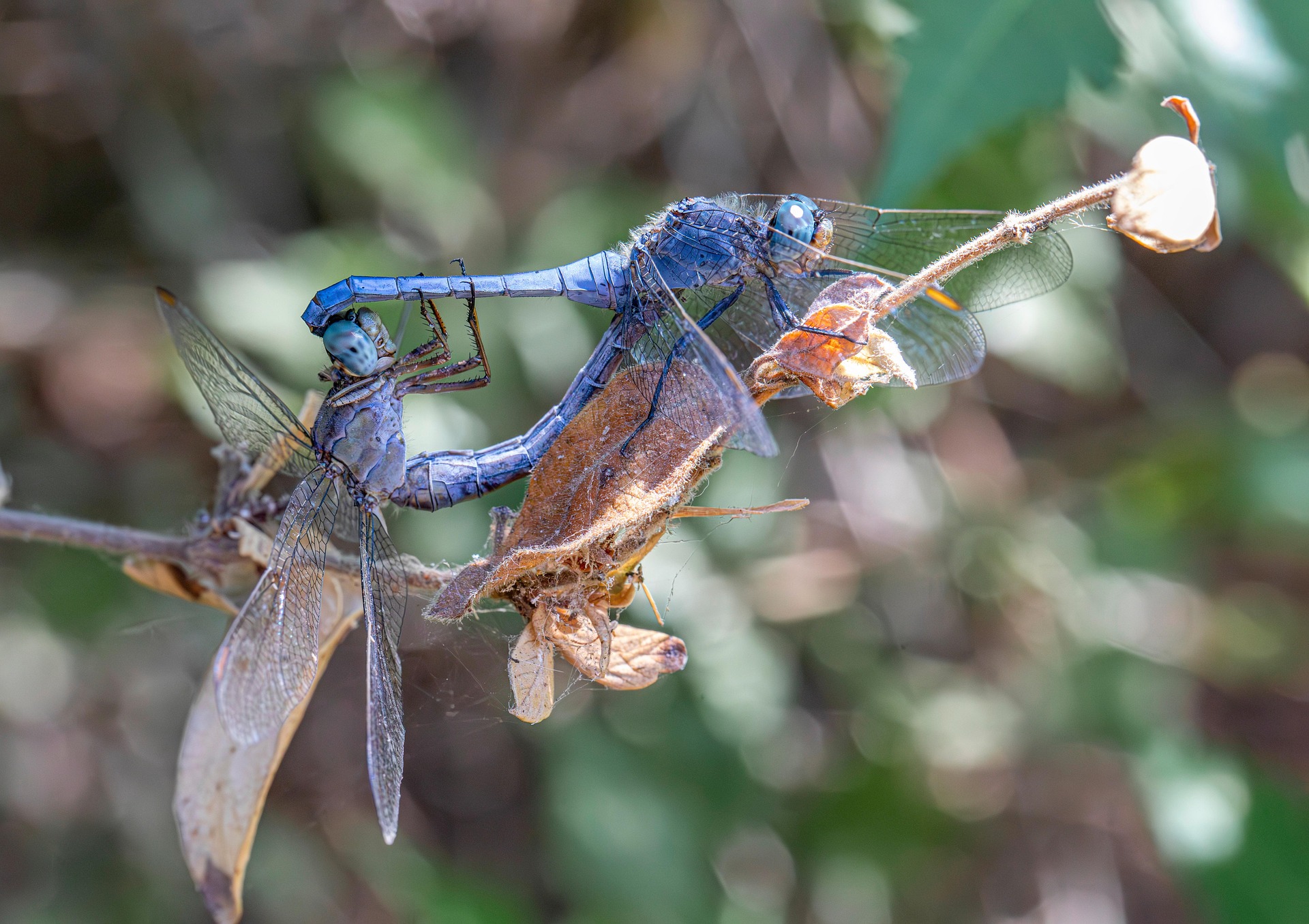 Keeled Skimmer (Orthetrum coerulescens)