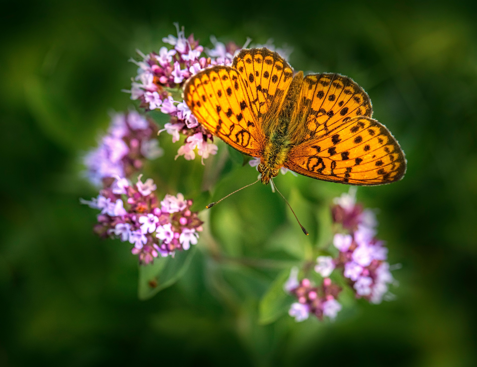  Lesser marbled fritillary (Brenthis ino)