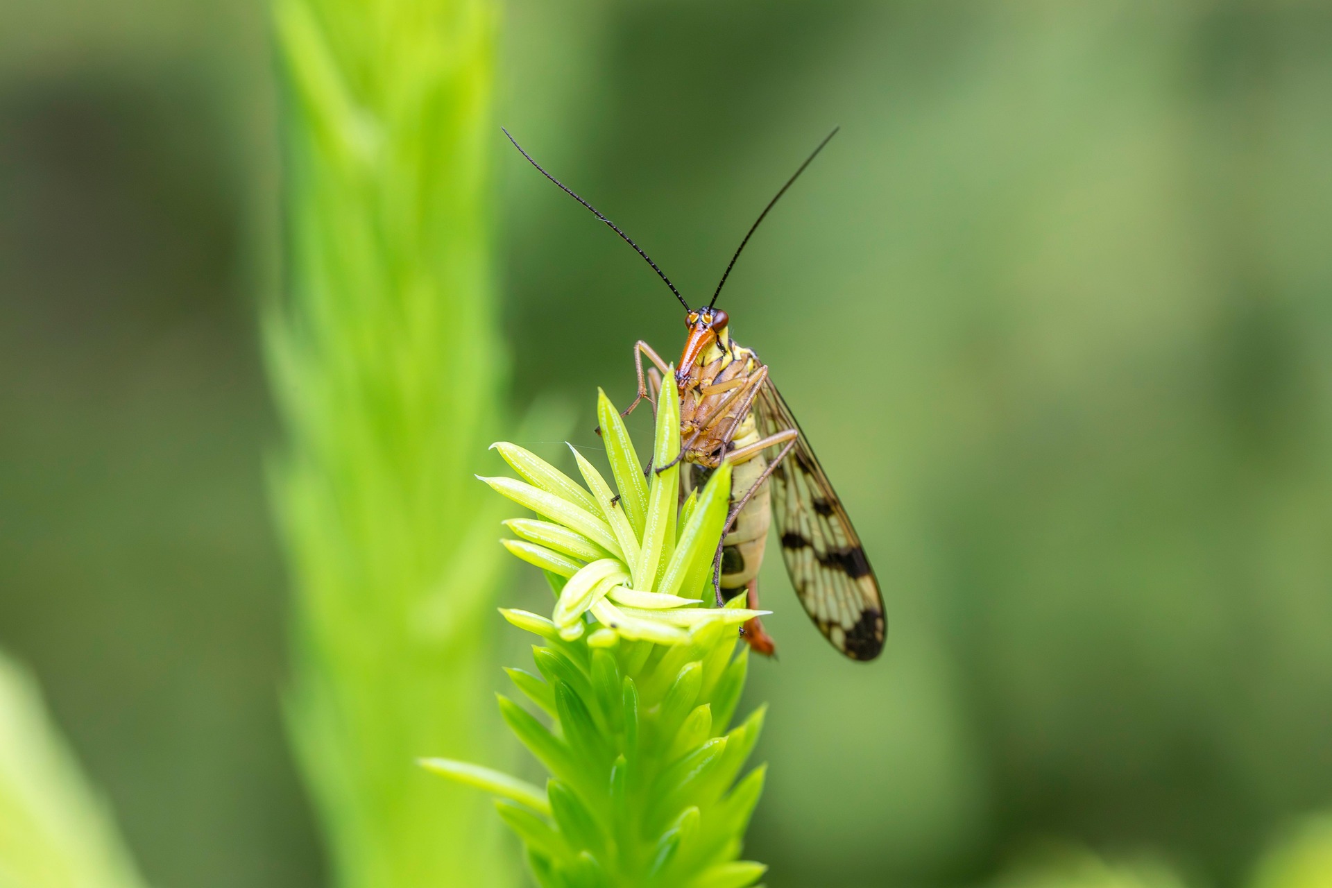 Scorpionfly (Panorpa communis)