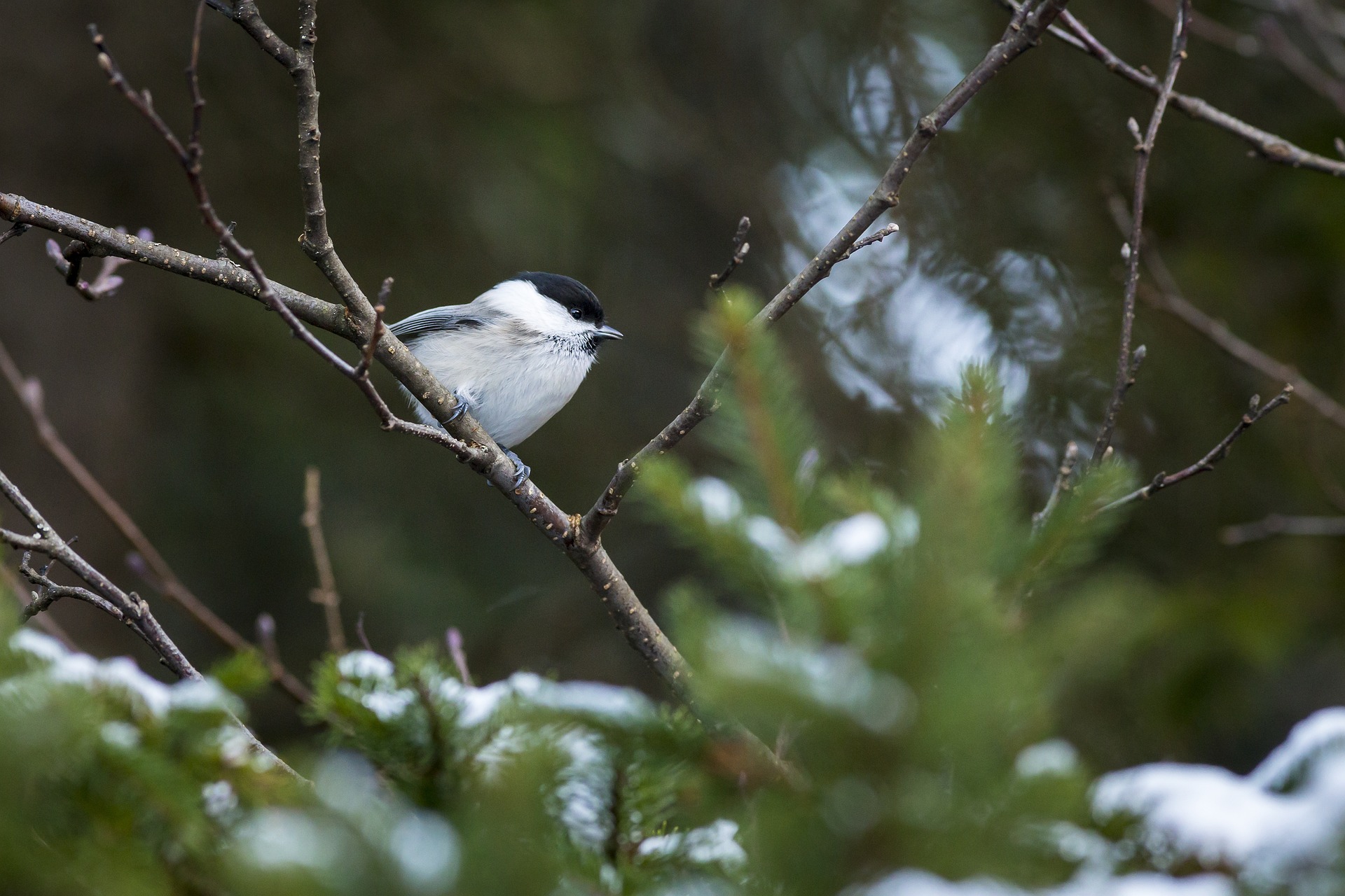 Willow tit (Poecile montanus)