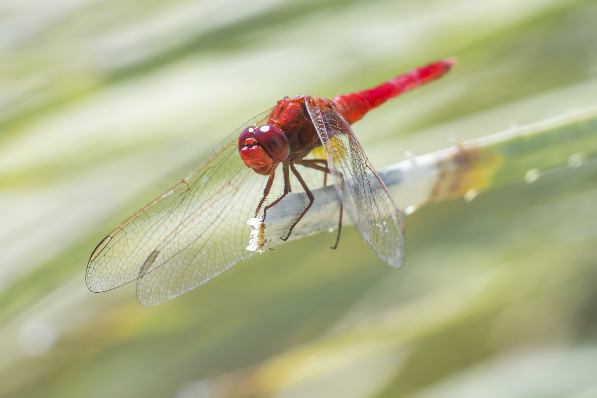 Scarlet dragonfly (Crocothemis erythraea)