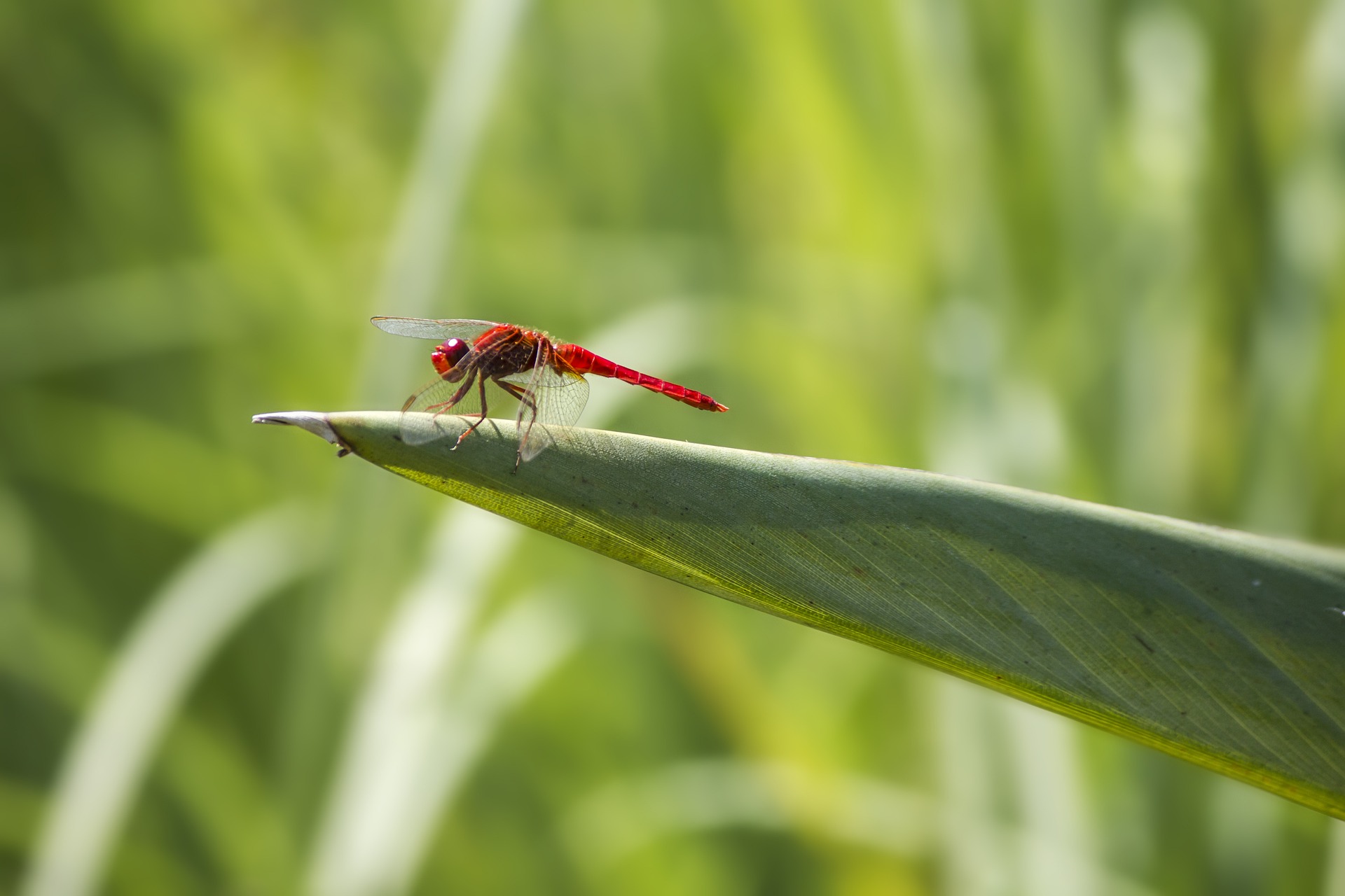 Scarlet dragonfly (Crocothemis erythraea)