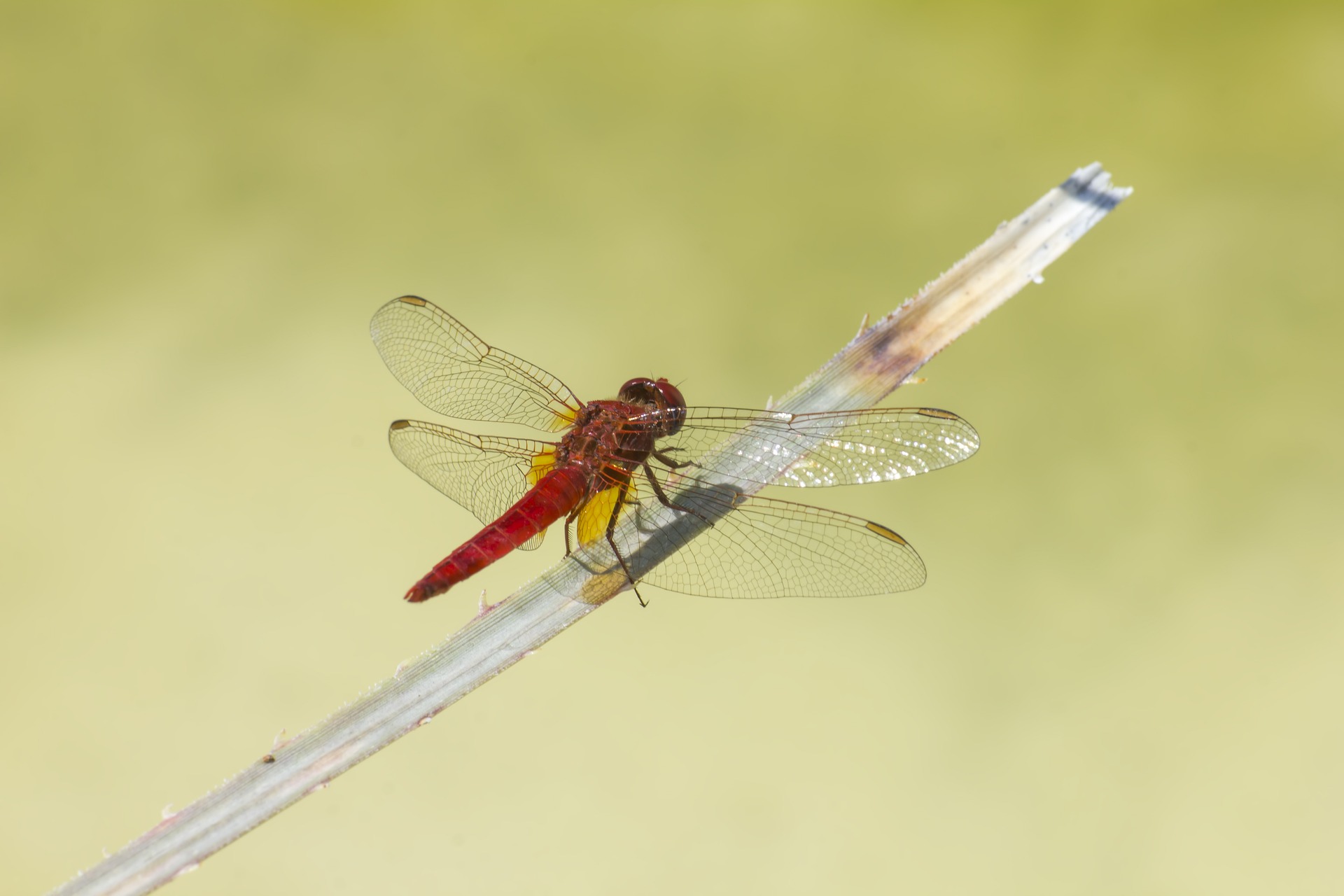 Scarlet dragonfly (Crocothemis erythraea)