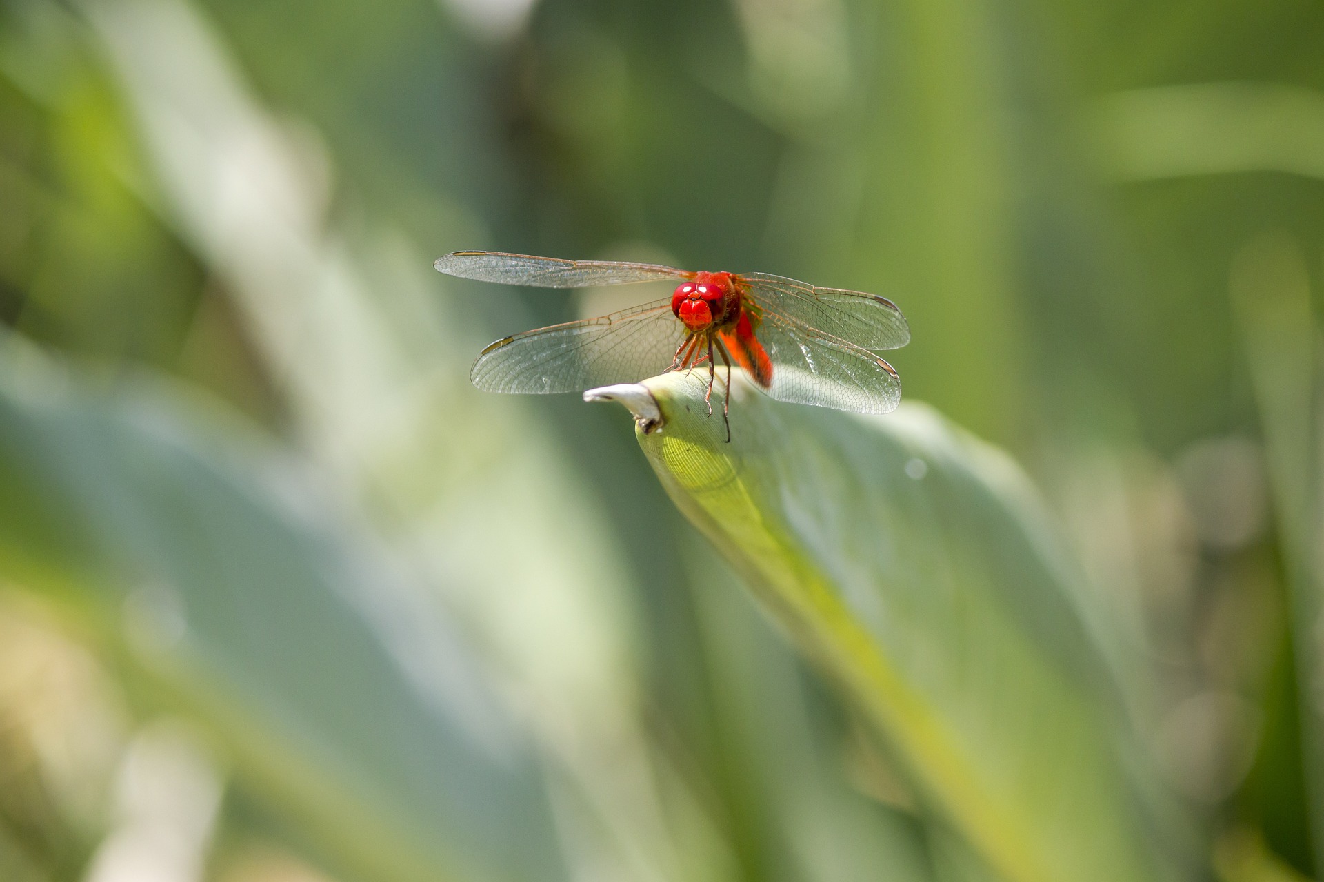 Scarlet dragonfly (Crocothemis erythraea)