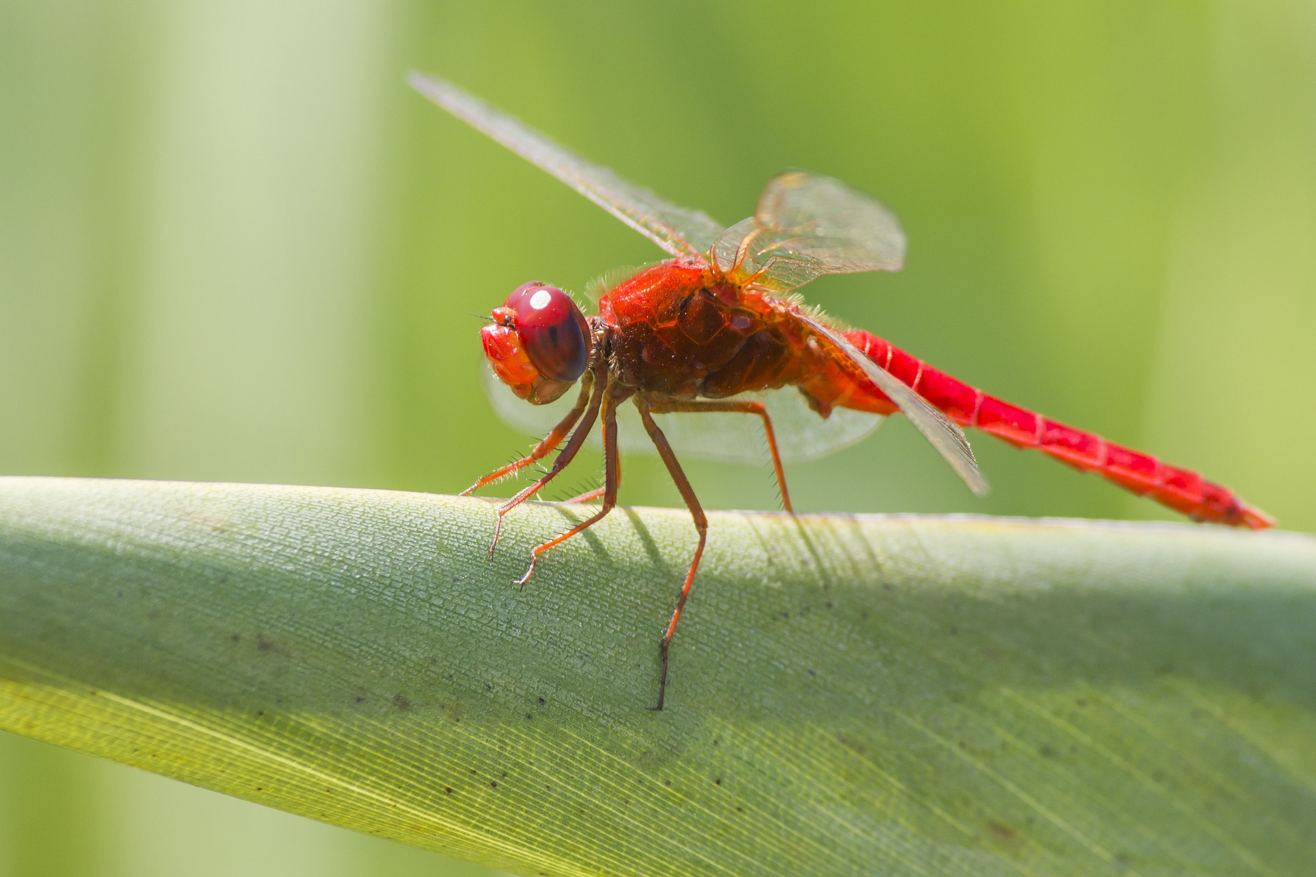 Scarlet dragonfly (Crocothemis erythraea)
