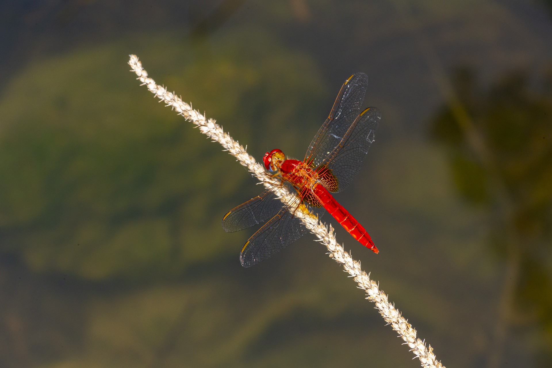 Scarlet dragonfly (Crocothemis erythraea)