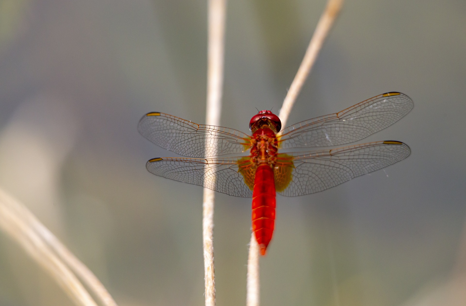 Scarlet dragonfly (Crocothemis erythraea)