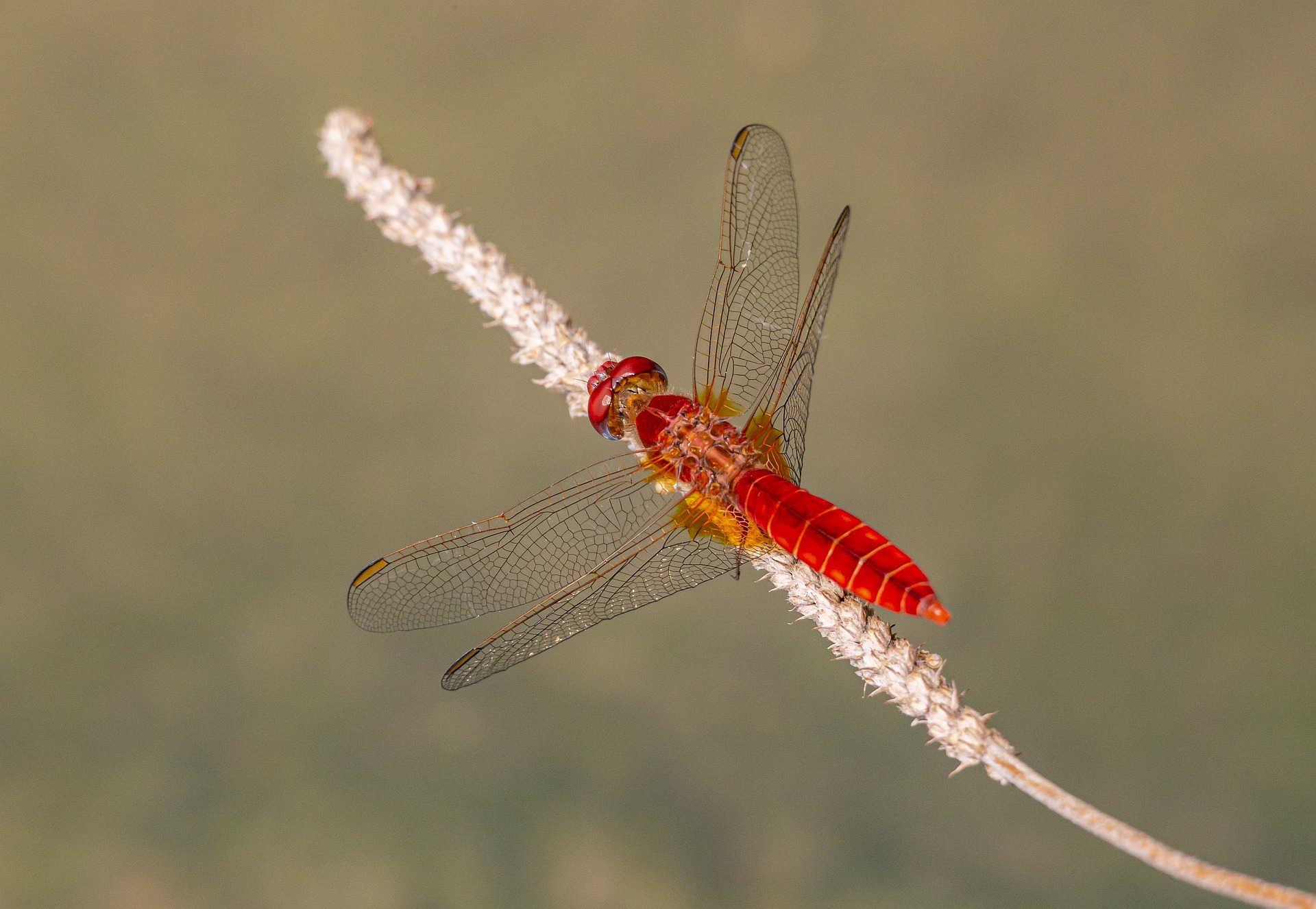 Scarlet dragonfly (Crocothemis erythraea)