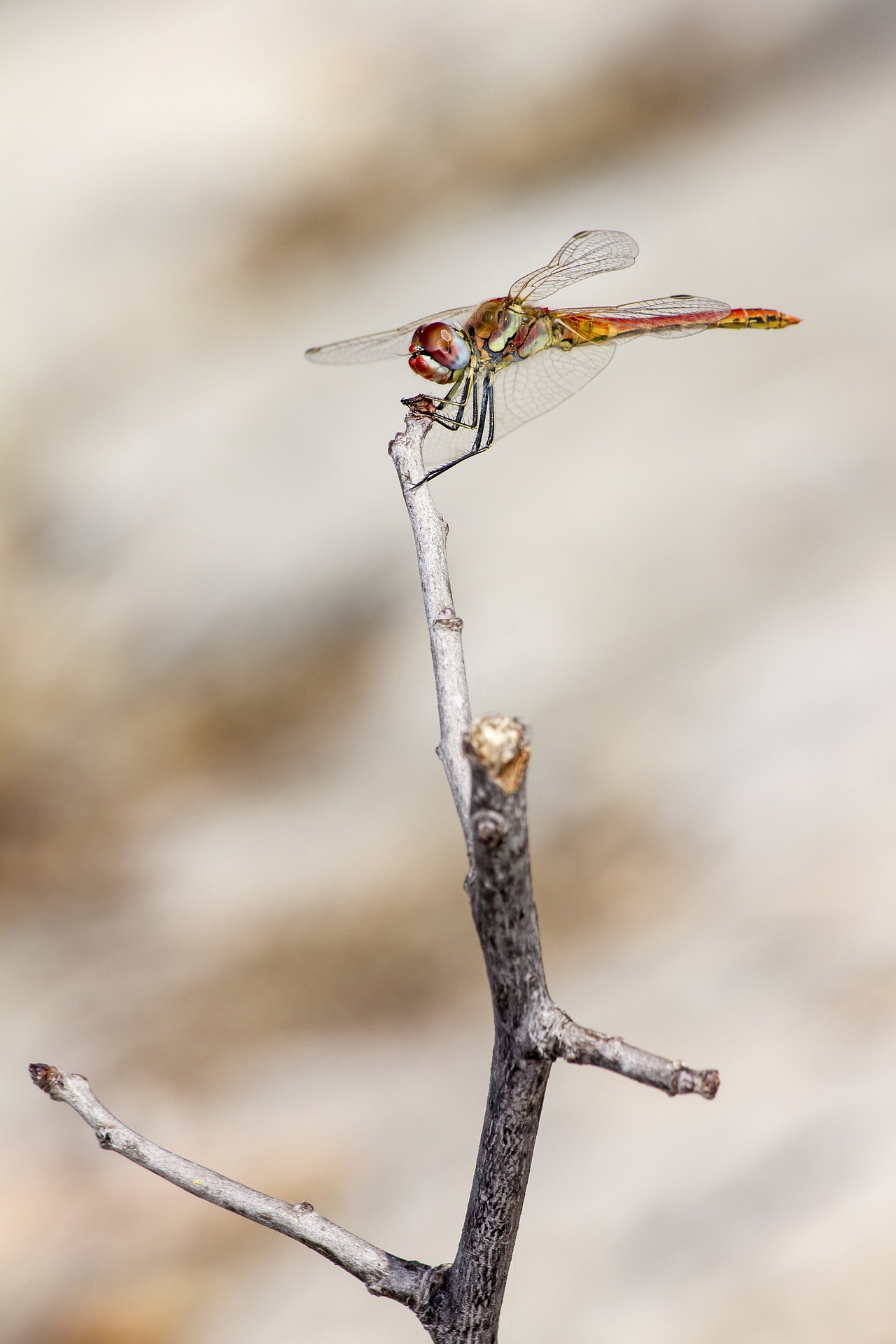 Red-veined Darter (Sympetrum fonscolombii)