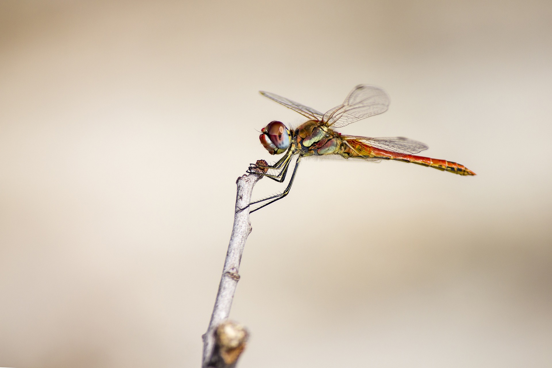 Red-veined Darter (Sympetrum fonscolombii)
