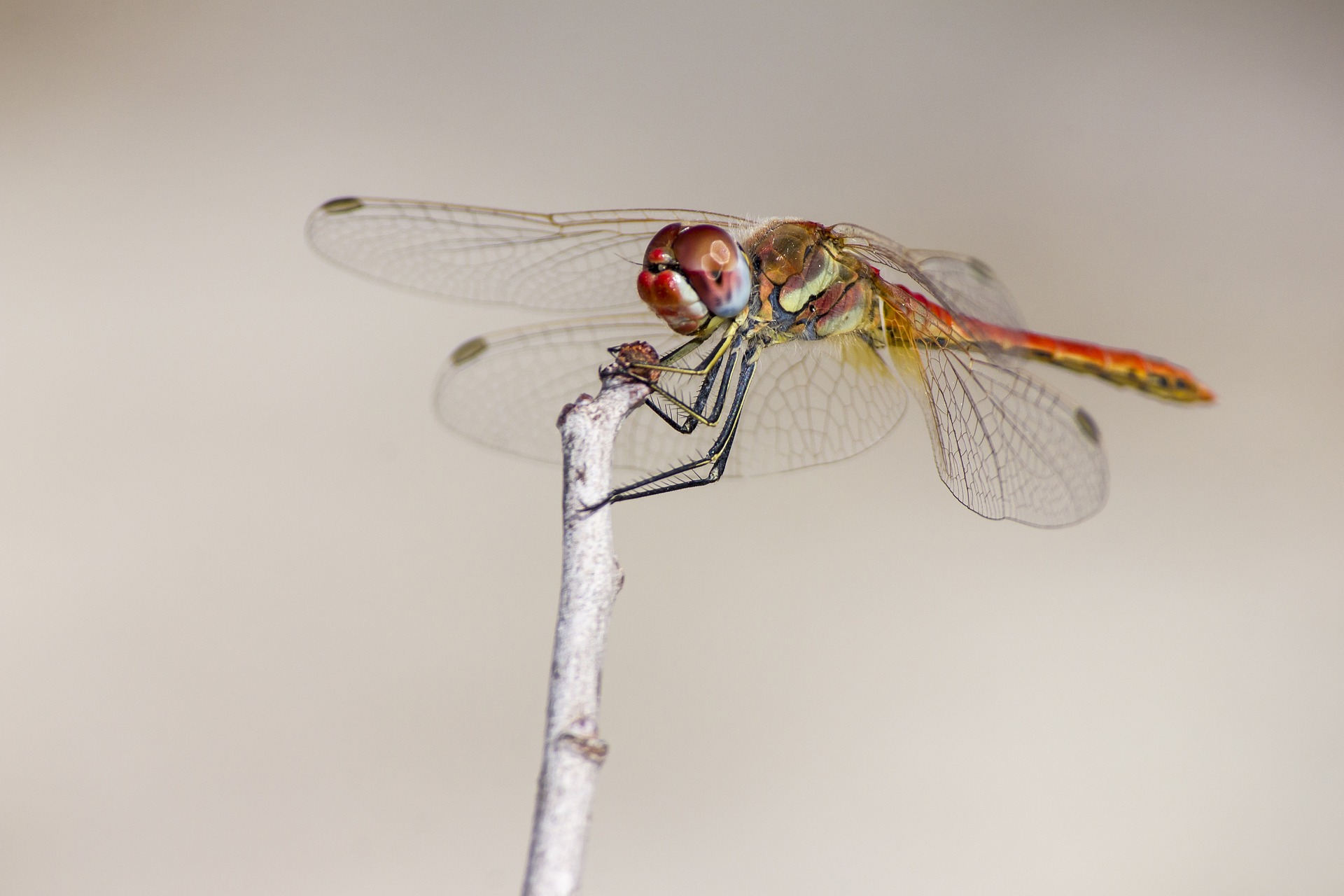 Red-veined Darter (Sympetrum fonscolombii)