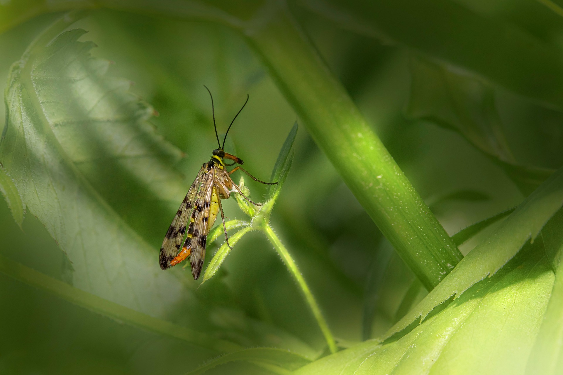Scorpionfly (Panorpa communis)