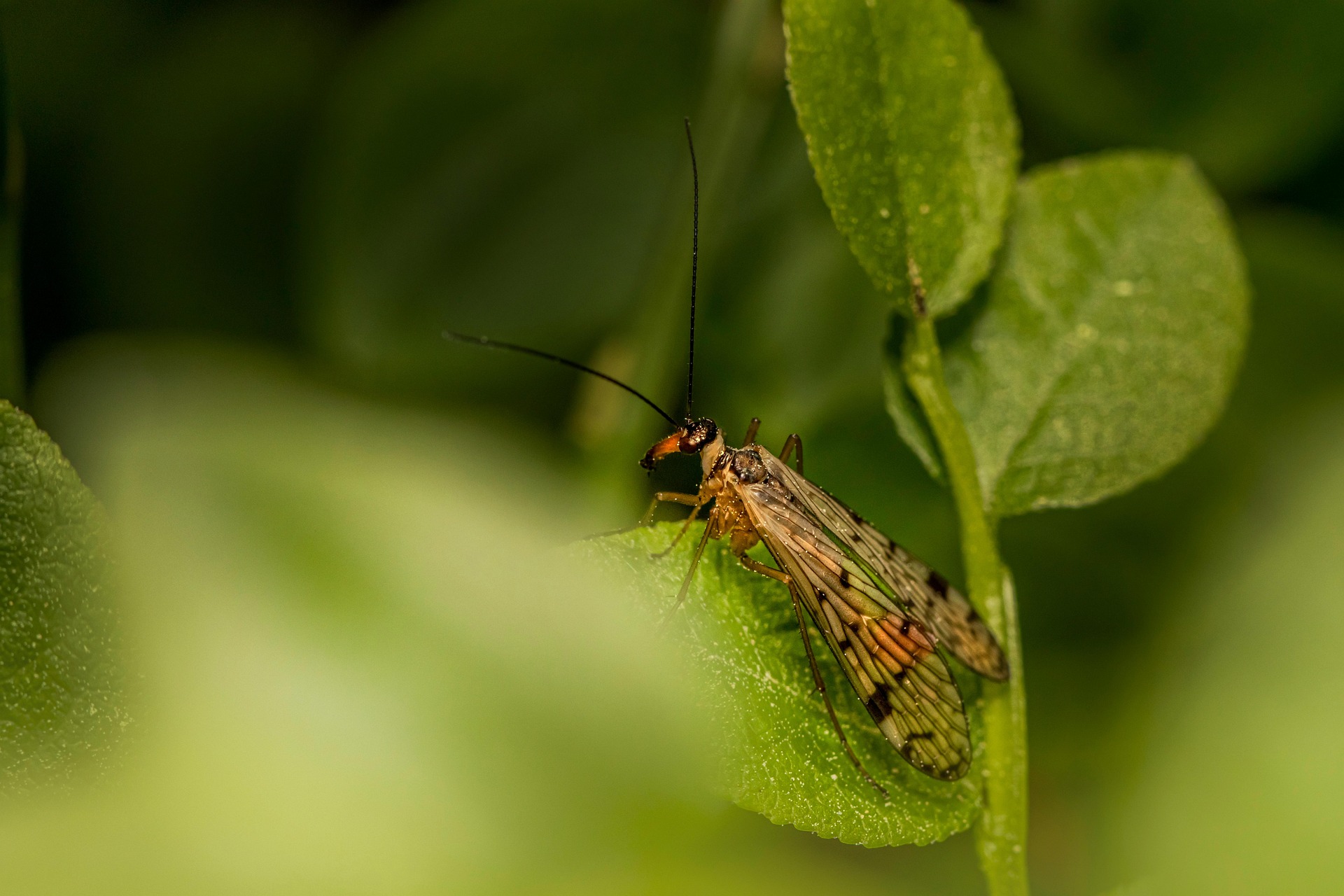 Scorpionfly (Panorpa communis)