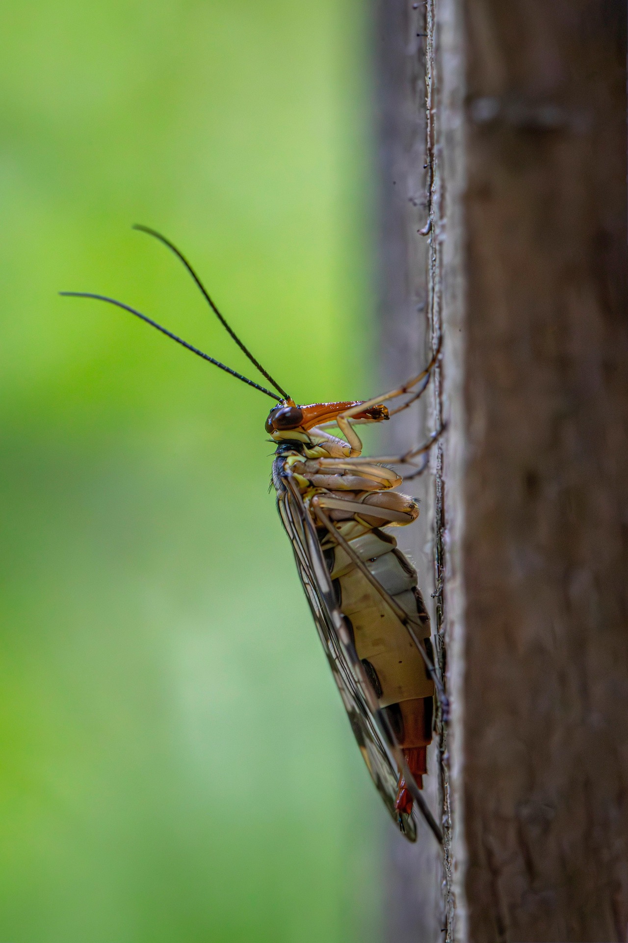 Scorpionfly (Panorpa communis)