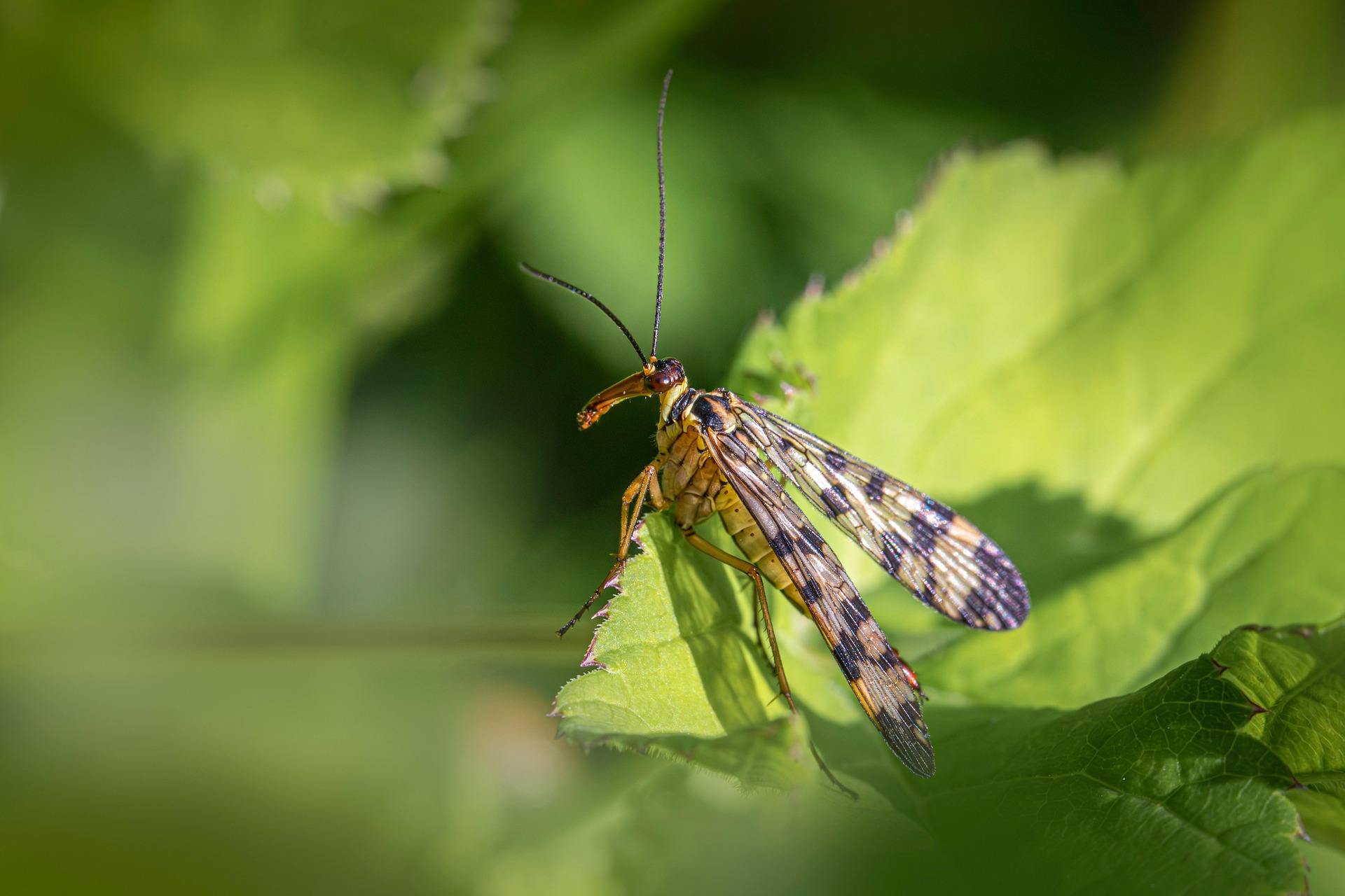 Scorpionfly (Panorpa communis)