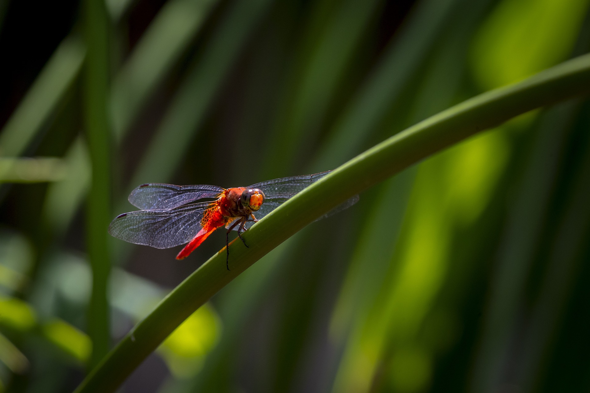 Scarlet dragonfly (Crocothemis erythraea)
