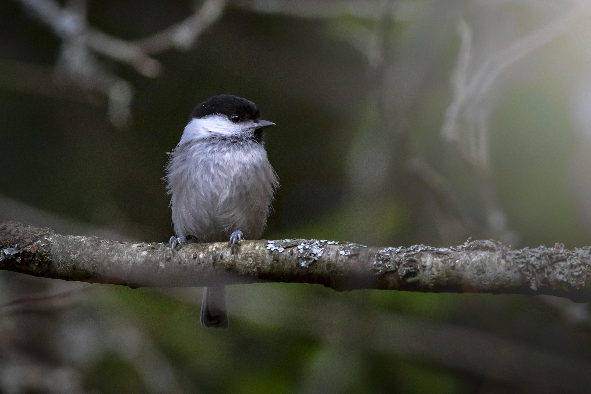 Willow tit (Poecile montanus)