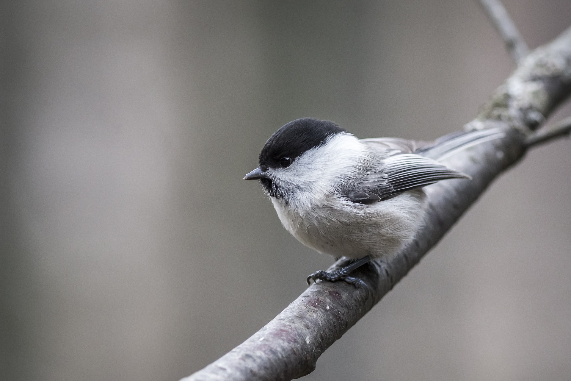 Willow tit (Poecile montanus)