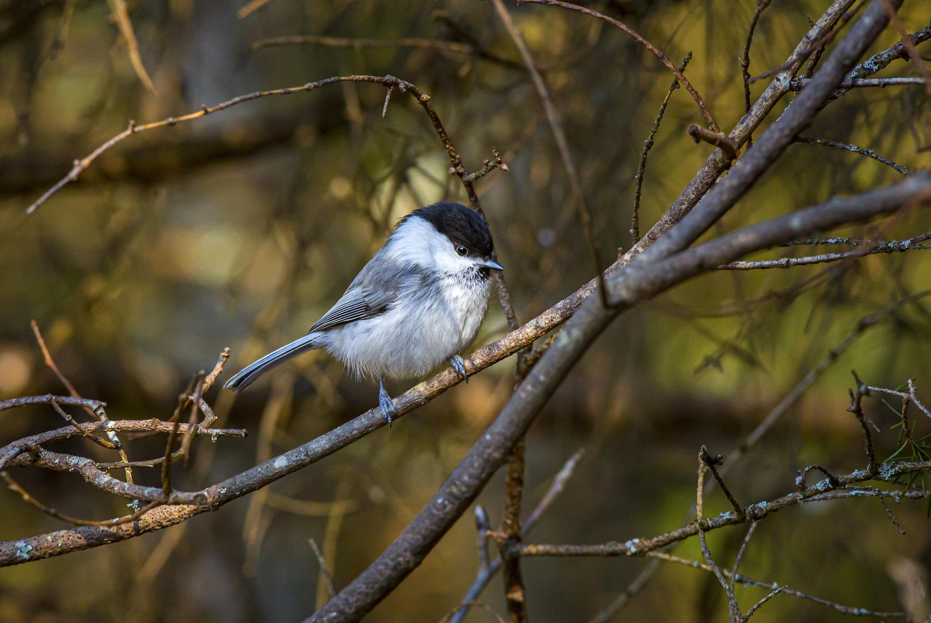 Willow tit (Poecile montanus)