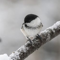 Willow tit (Poecile montanus)