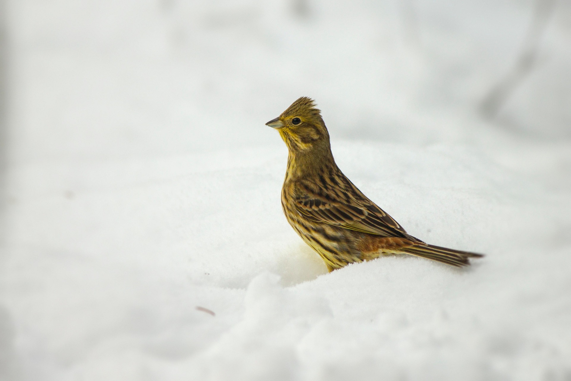 Yellowhammer (Emberiza citrinella)